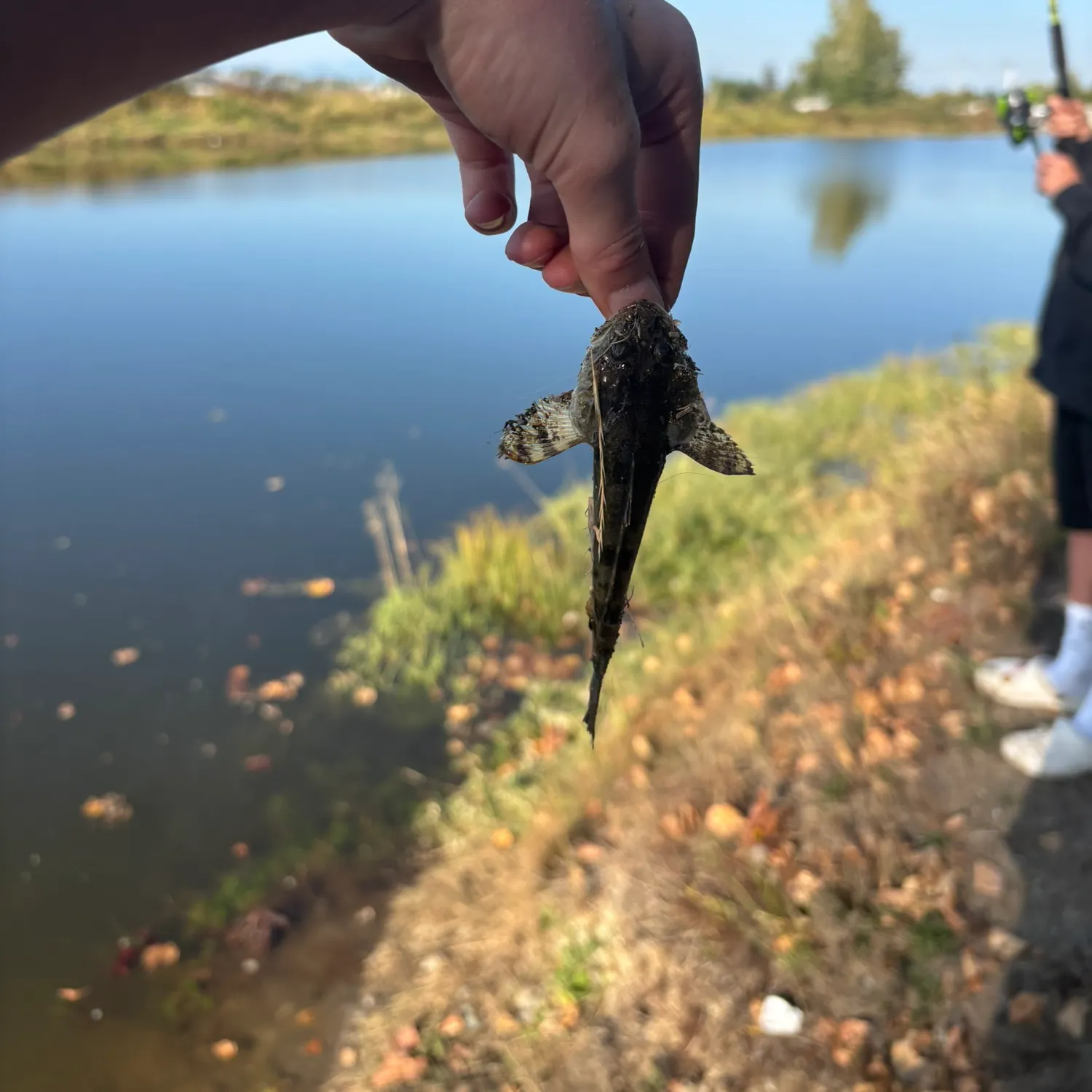 The most recent Cabezon catches on Fishbrain