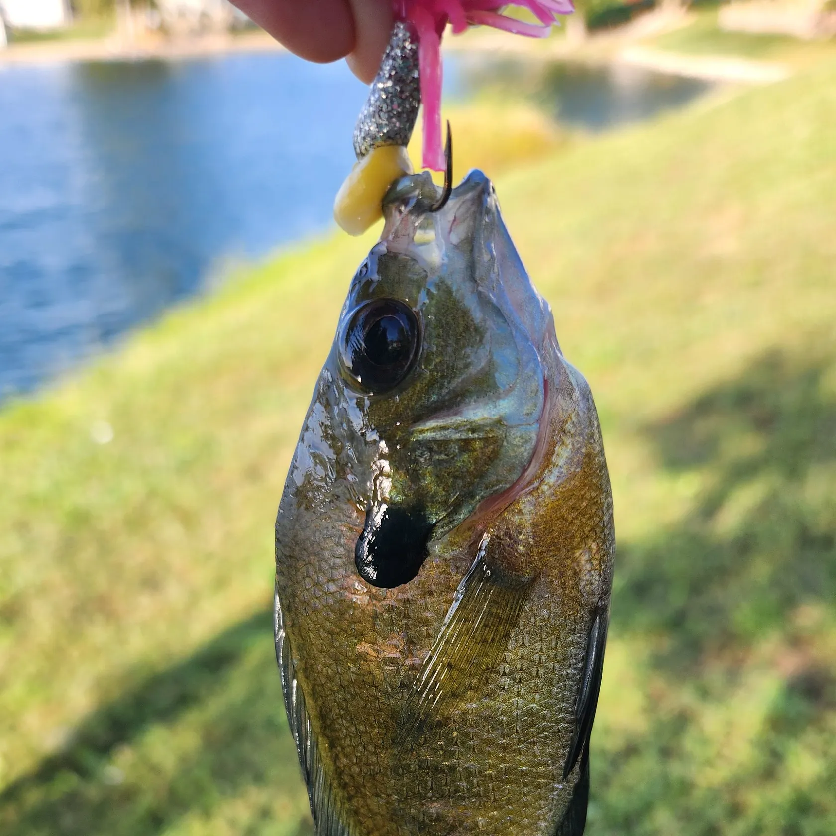Bluegill caught on Fishbrain