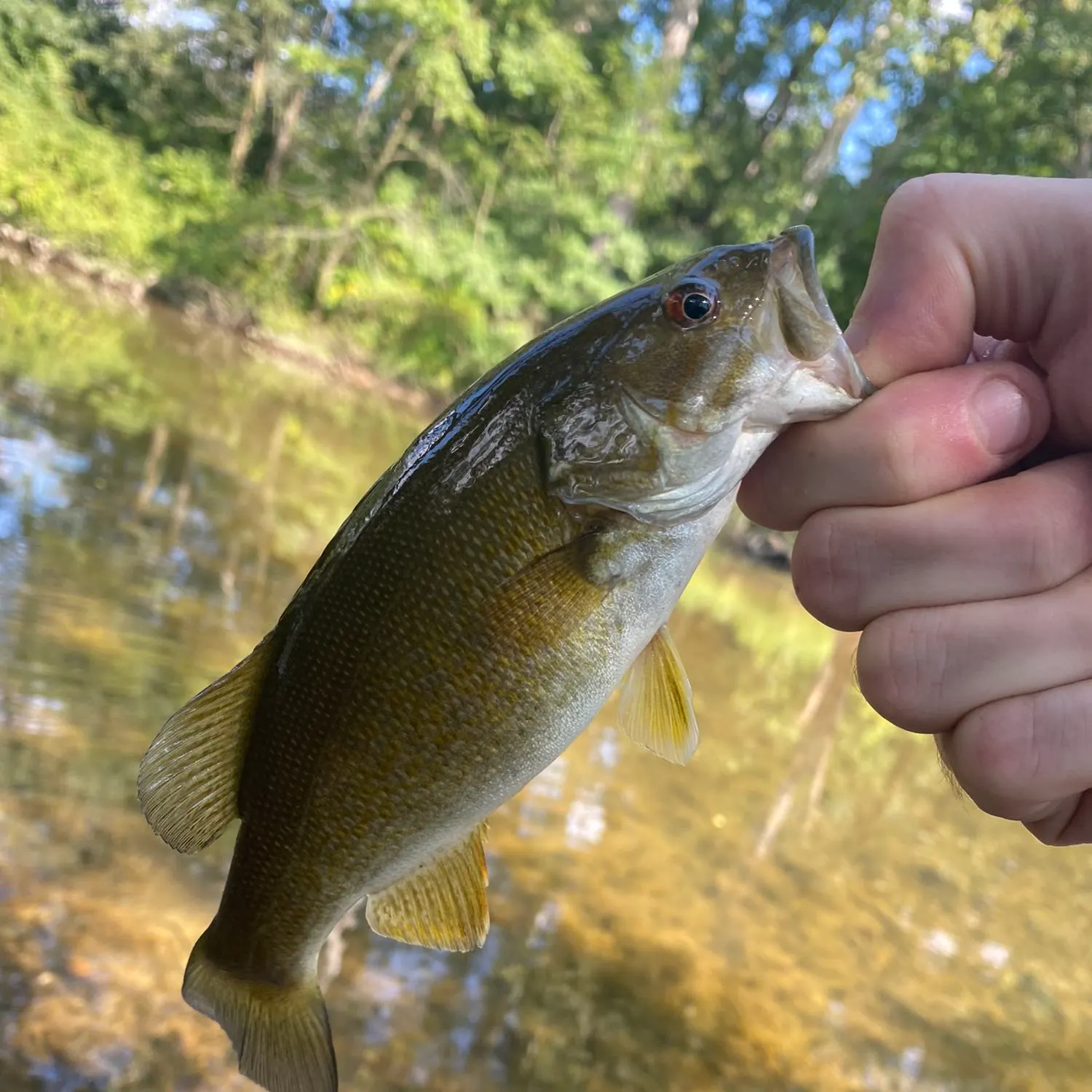 angler catch