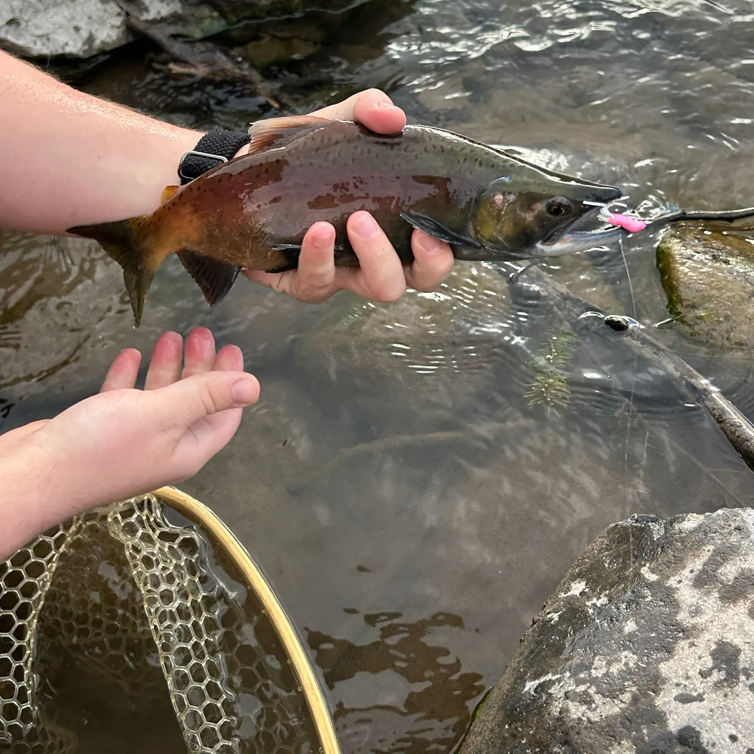 Kokanee salmon caught on Fishbrain