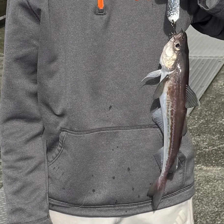 Fish caught on Fishbrain