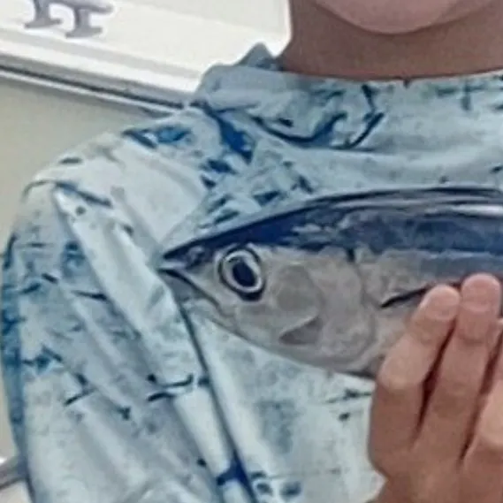 Blackfin tuna caught on Fishbrain