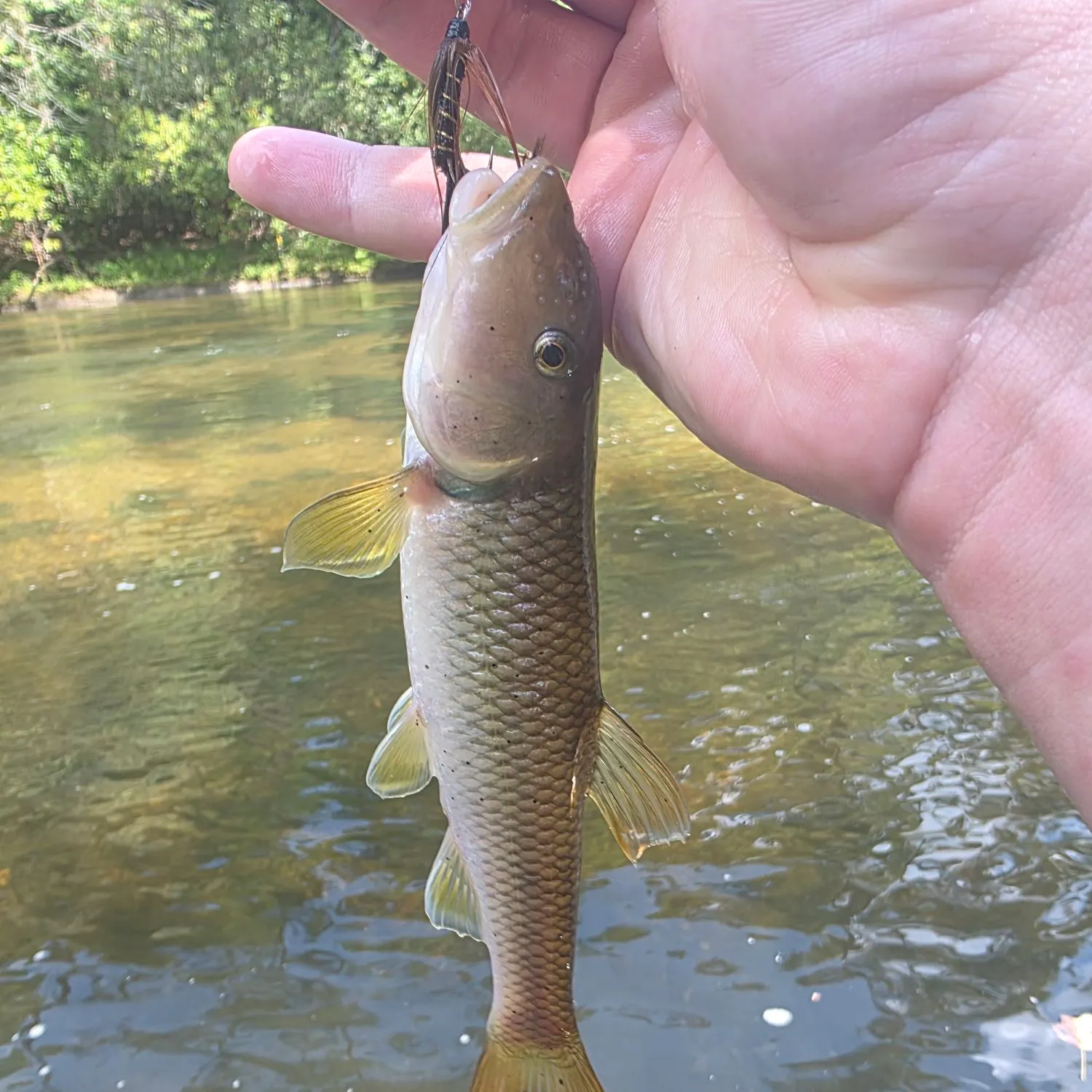 River chub caught on Fishbrain