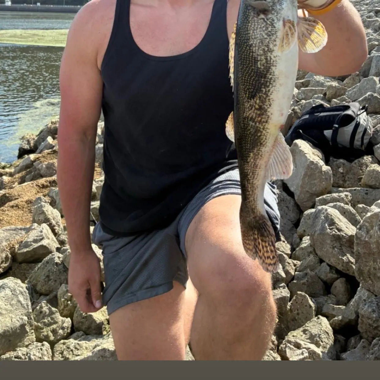 Sauger caught on Fishbrain