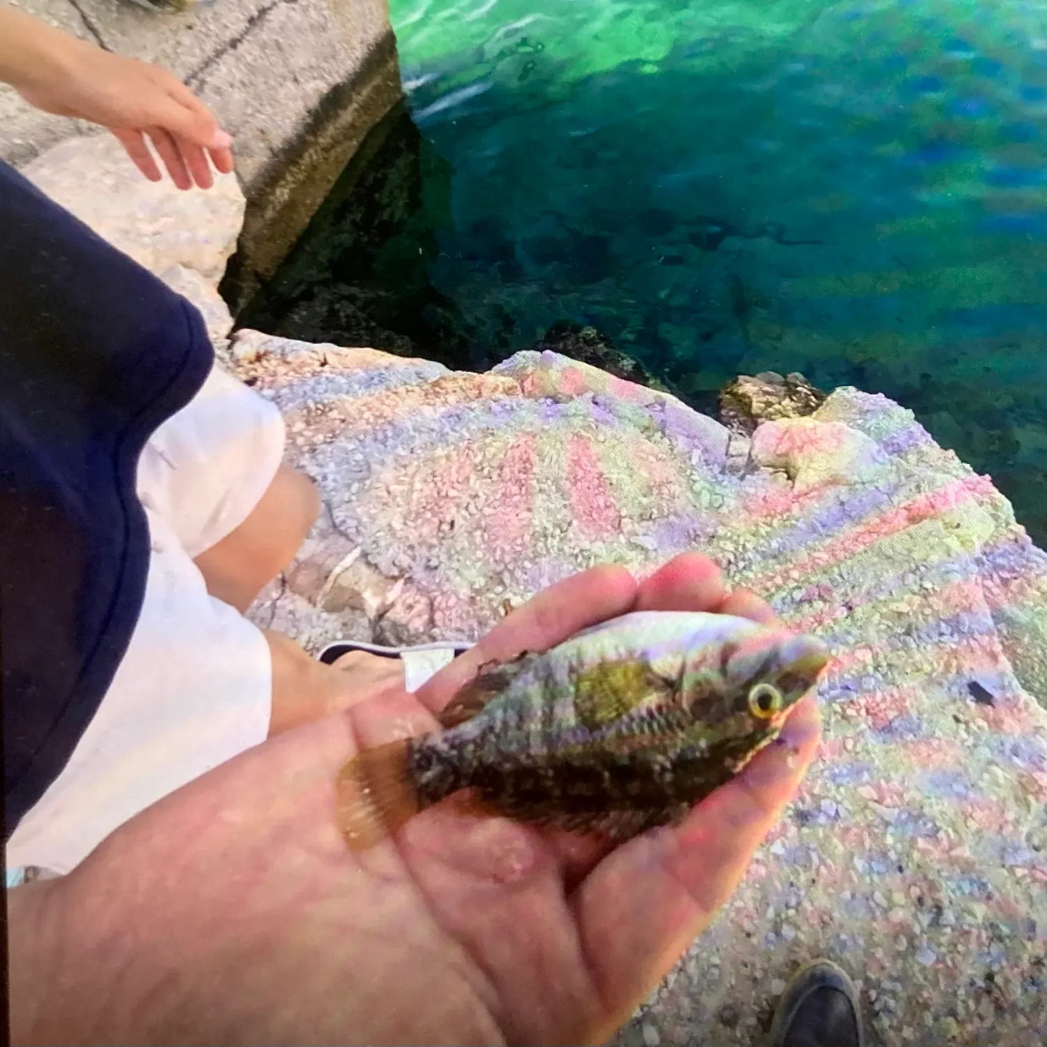 The most recent Mediterranean cardinalfish catches on Fishbrain