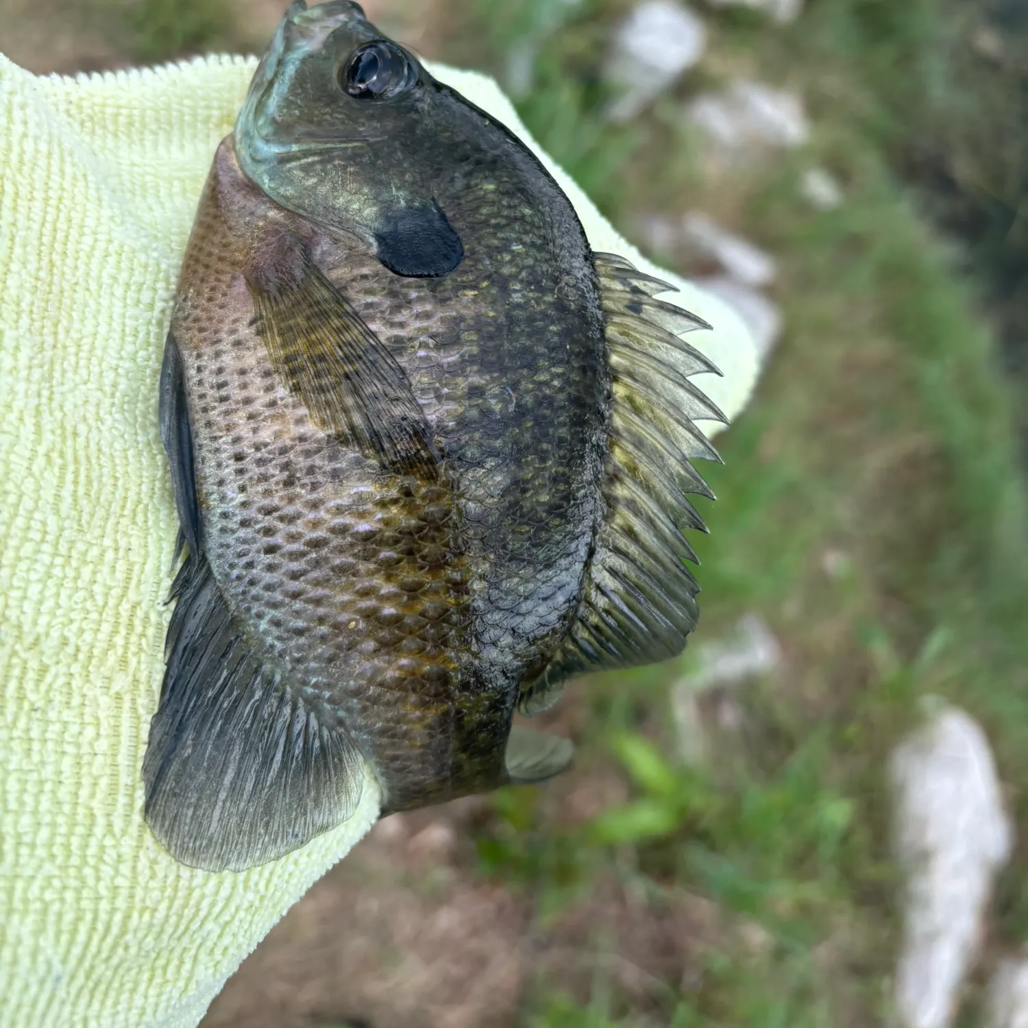 Bluegill caught on Fishbrain