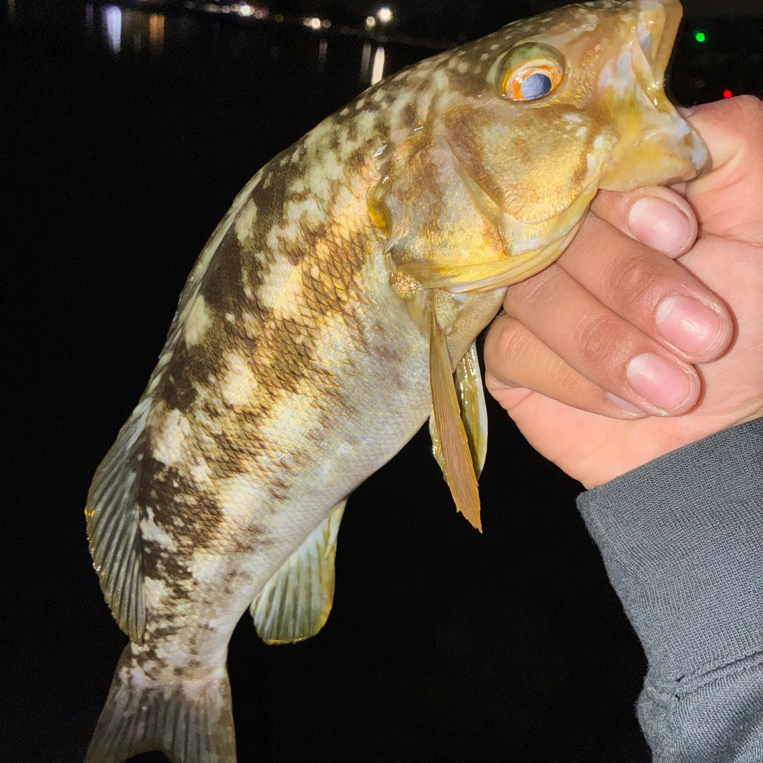 Kelp bass caught on Fishbrain