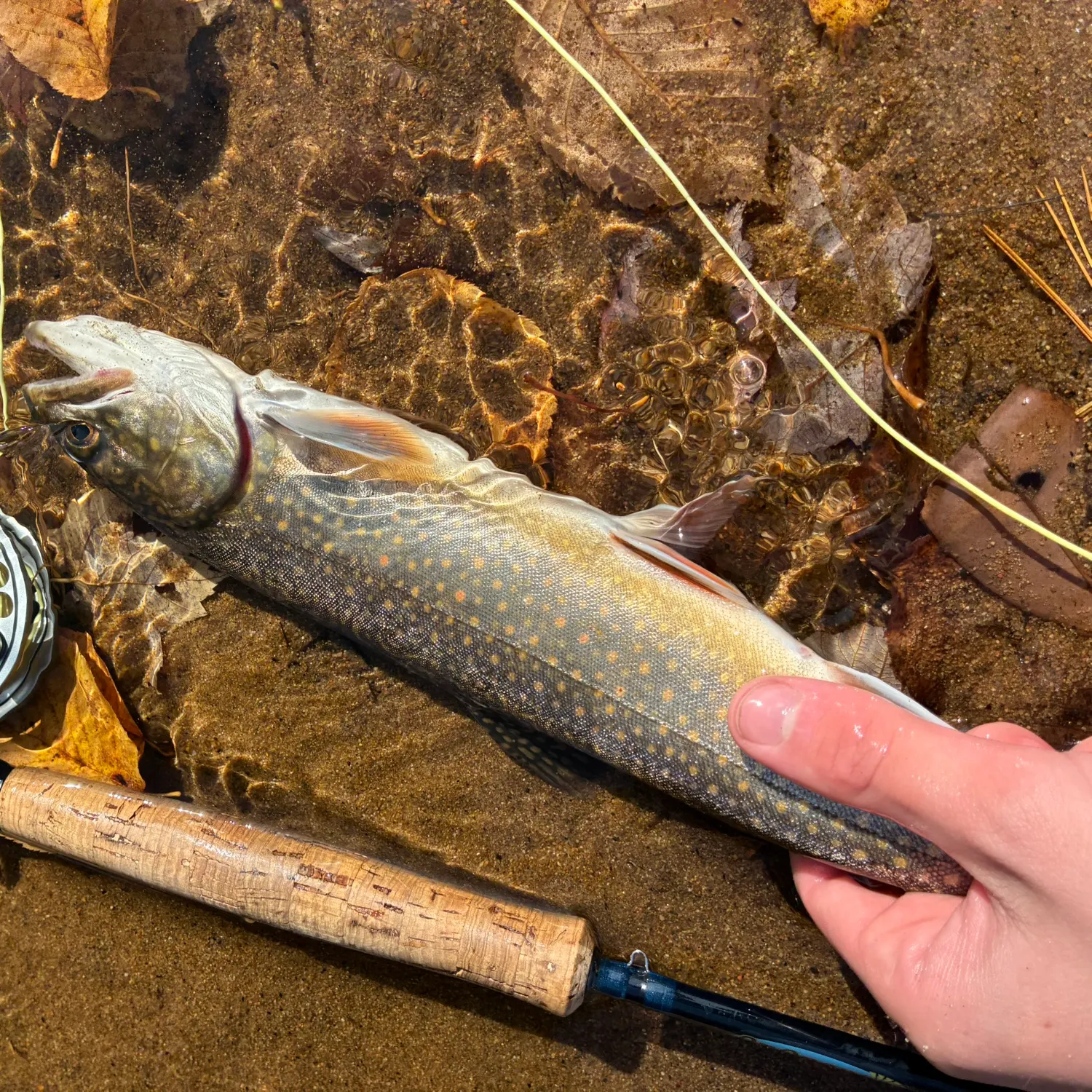 Splake caught on Fishbrain