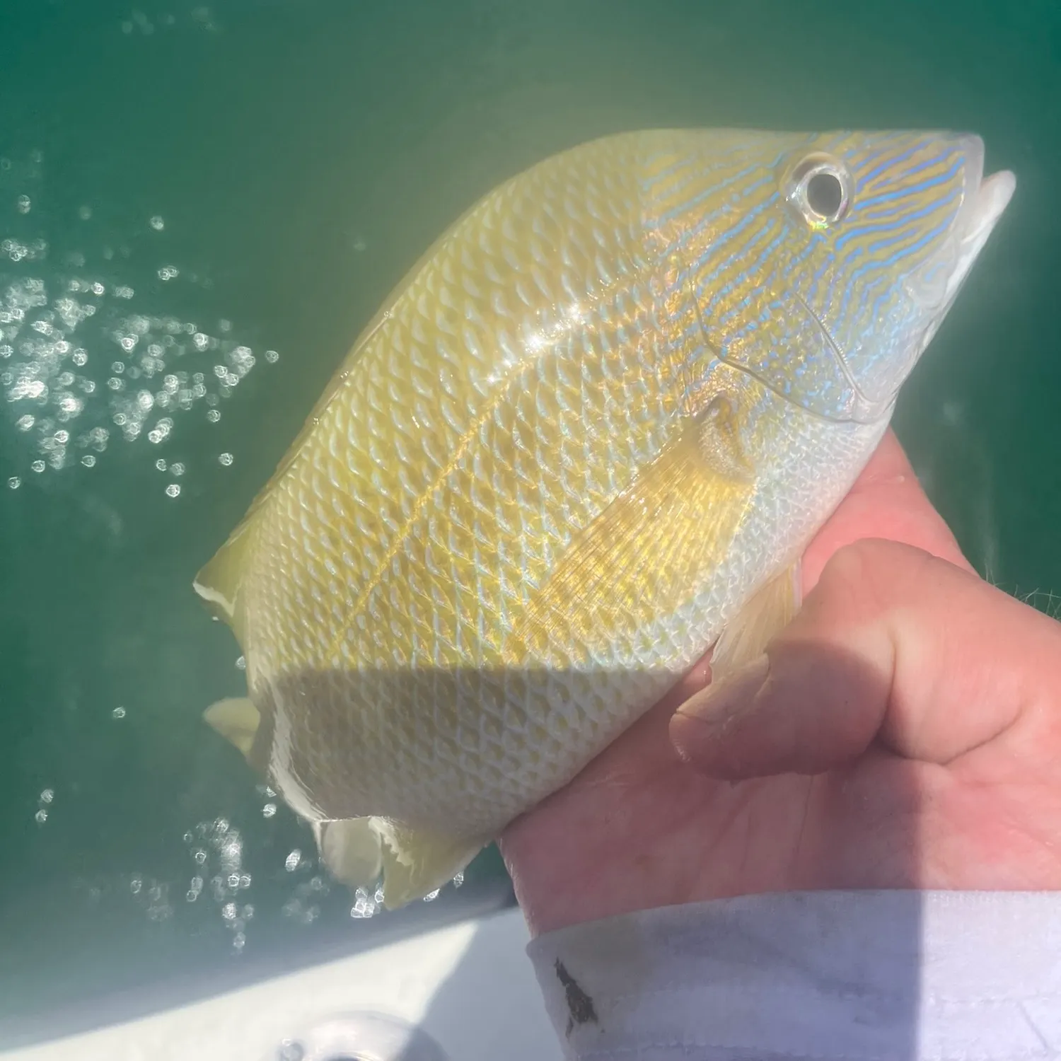 The most recent White grunt catches on Fishbrain