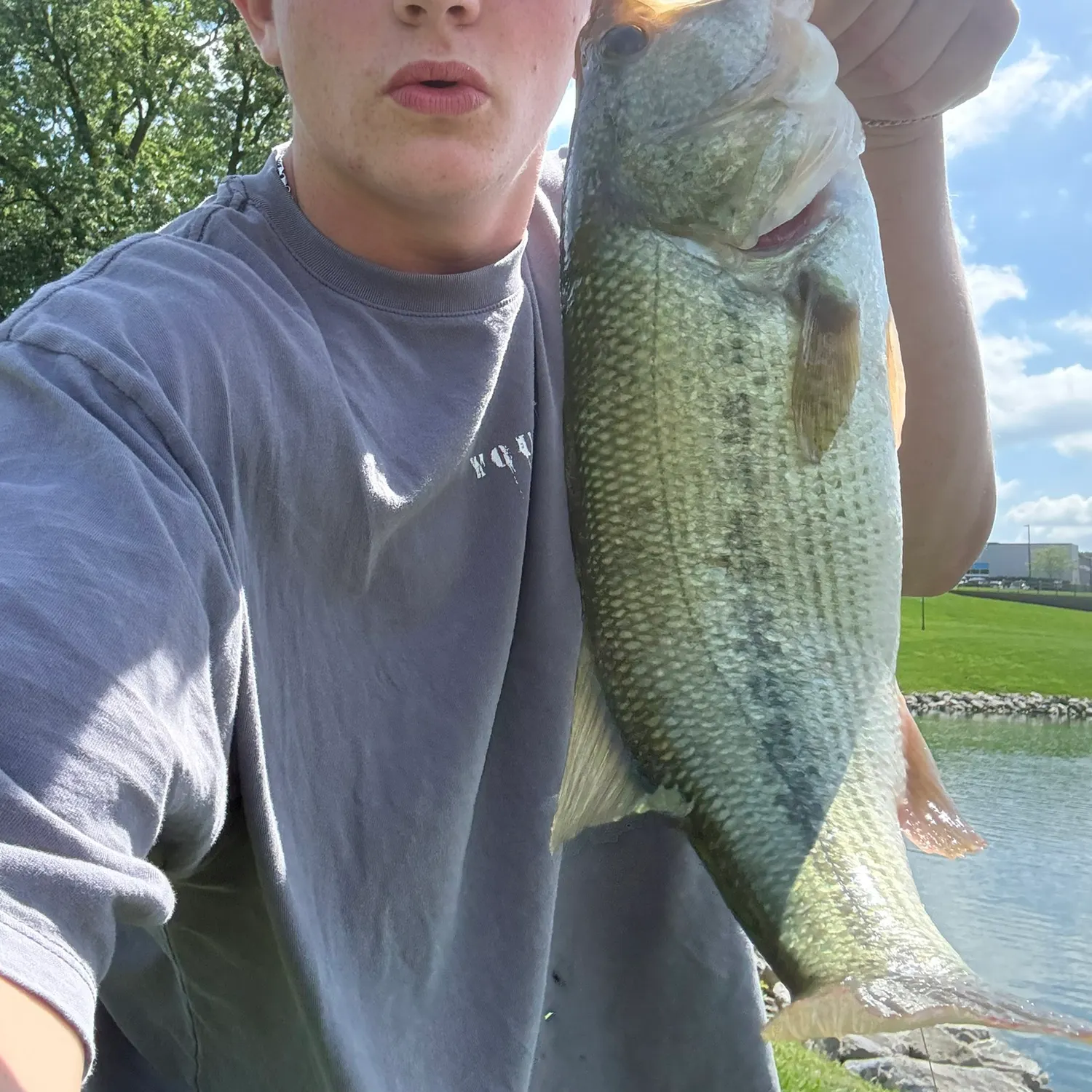 Largemouth bass caught on Fishbrain