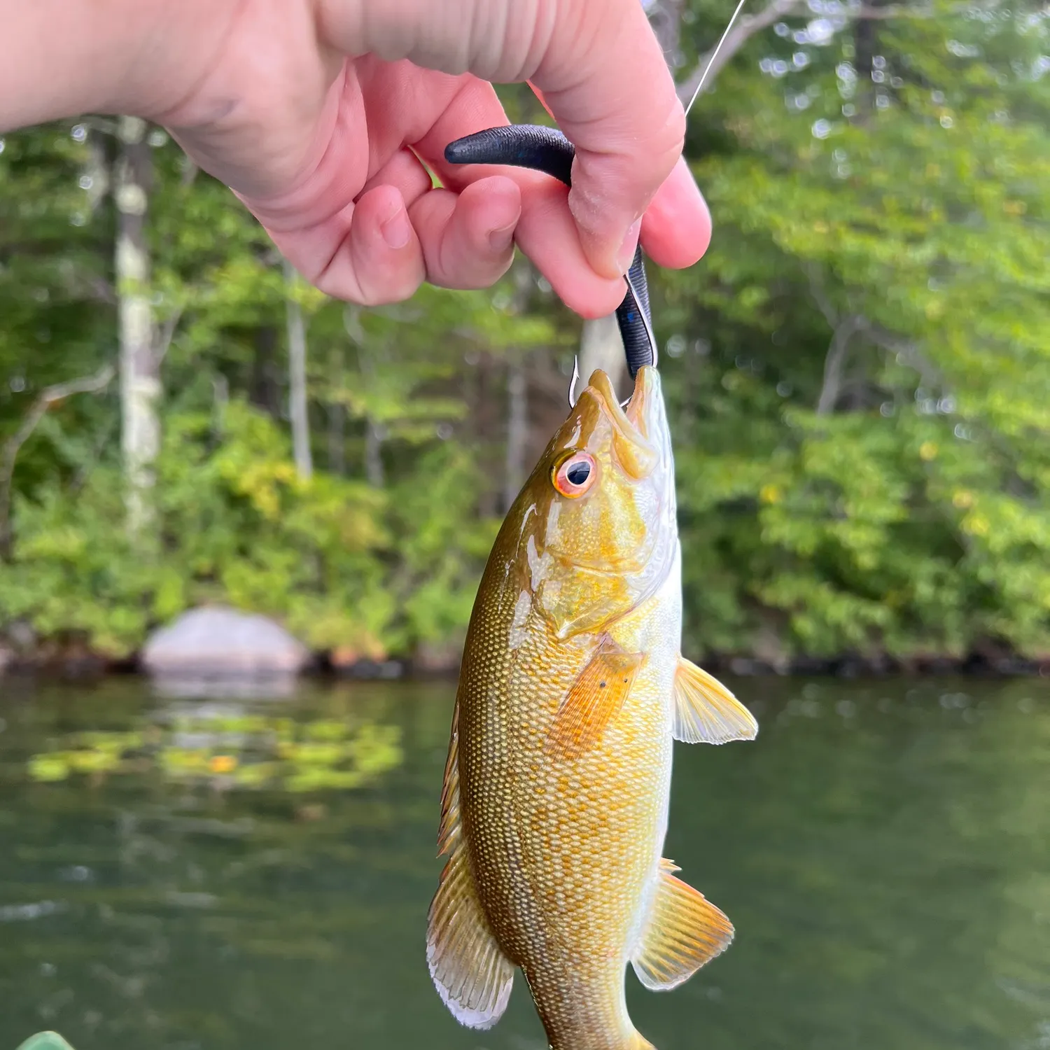 Smallmouth bass caught on Fishbrain