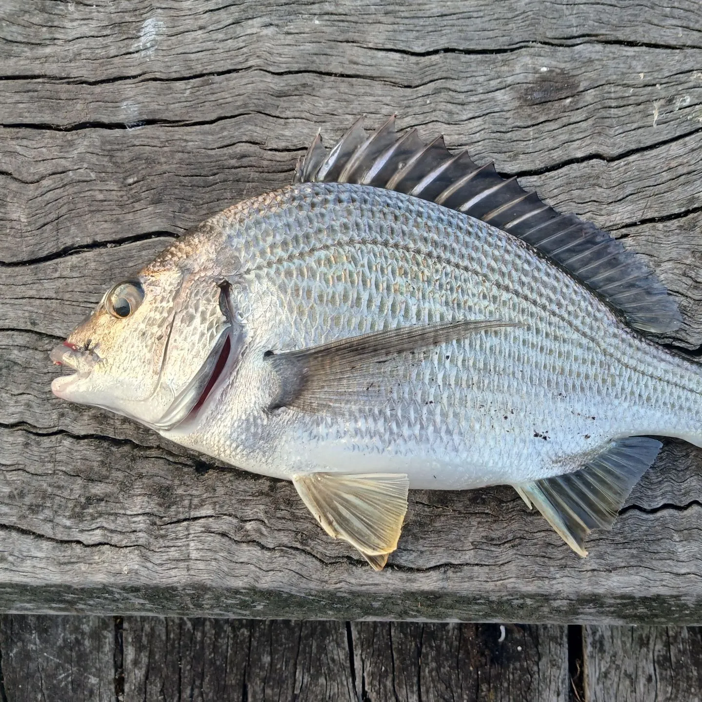 Southern black bream caught on Fishbrain