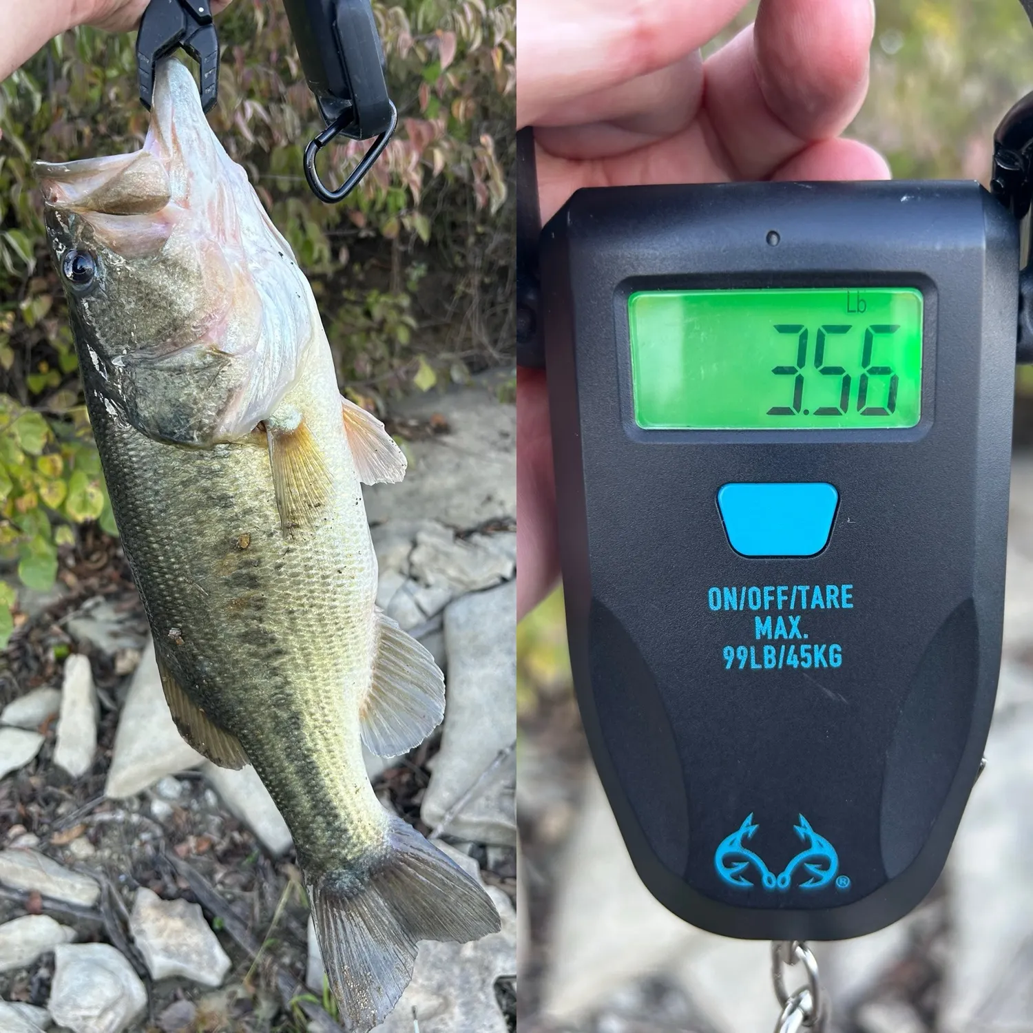 Largemouth bass caught on Fishbrain