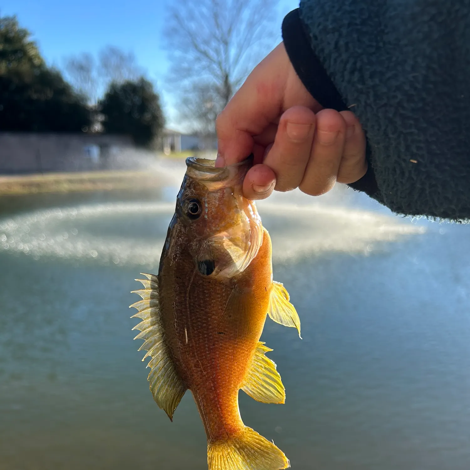 The most recent Green sunfish catches on Fishbrain
