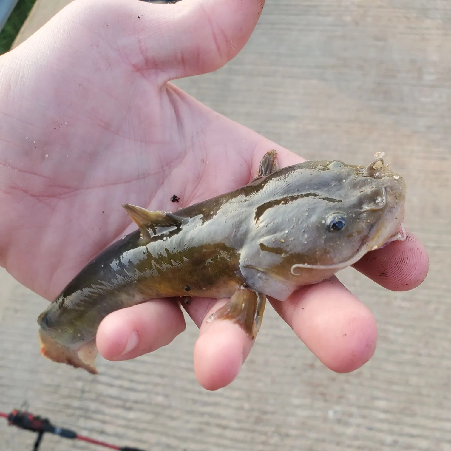 The most recent Stonecat catches on Fishbrain