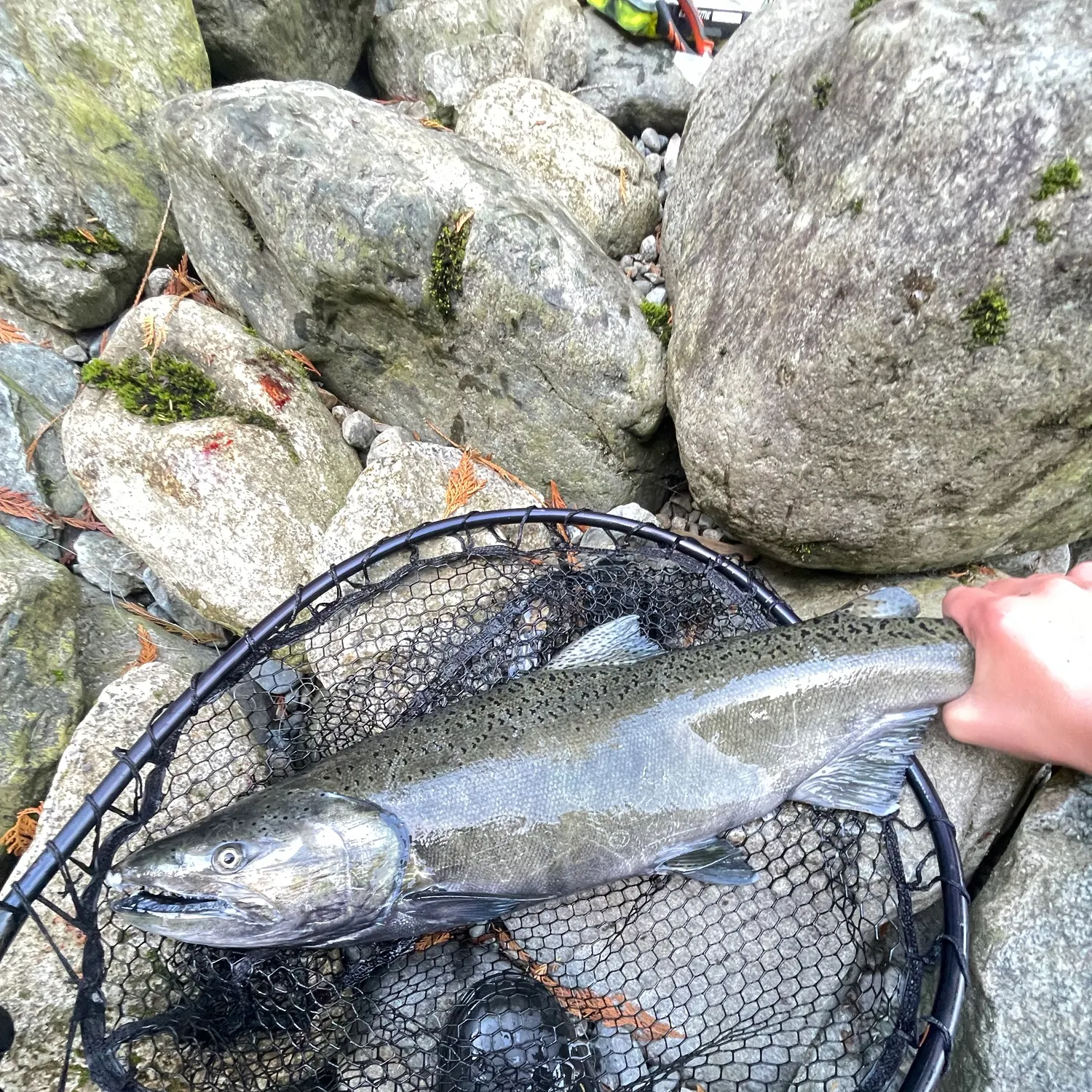 Chinook salmon caught on Fishbrain