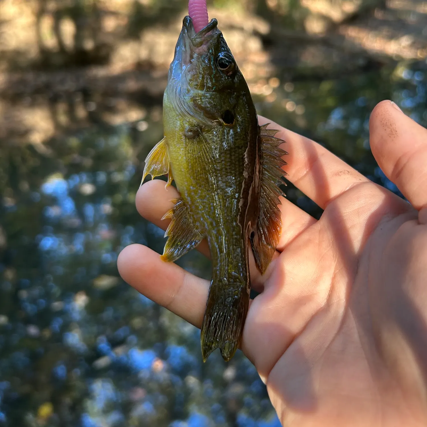 Green sunfish caught on Fishbrain