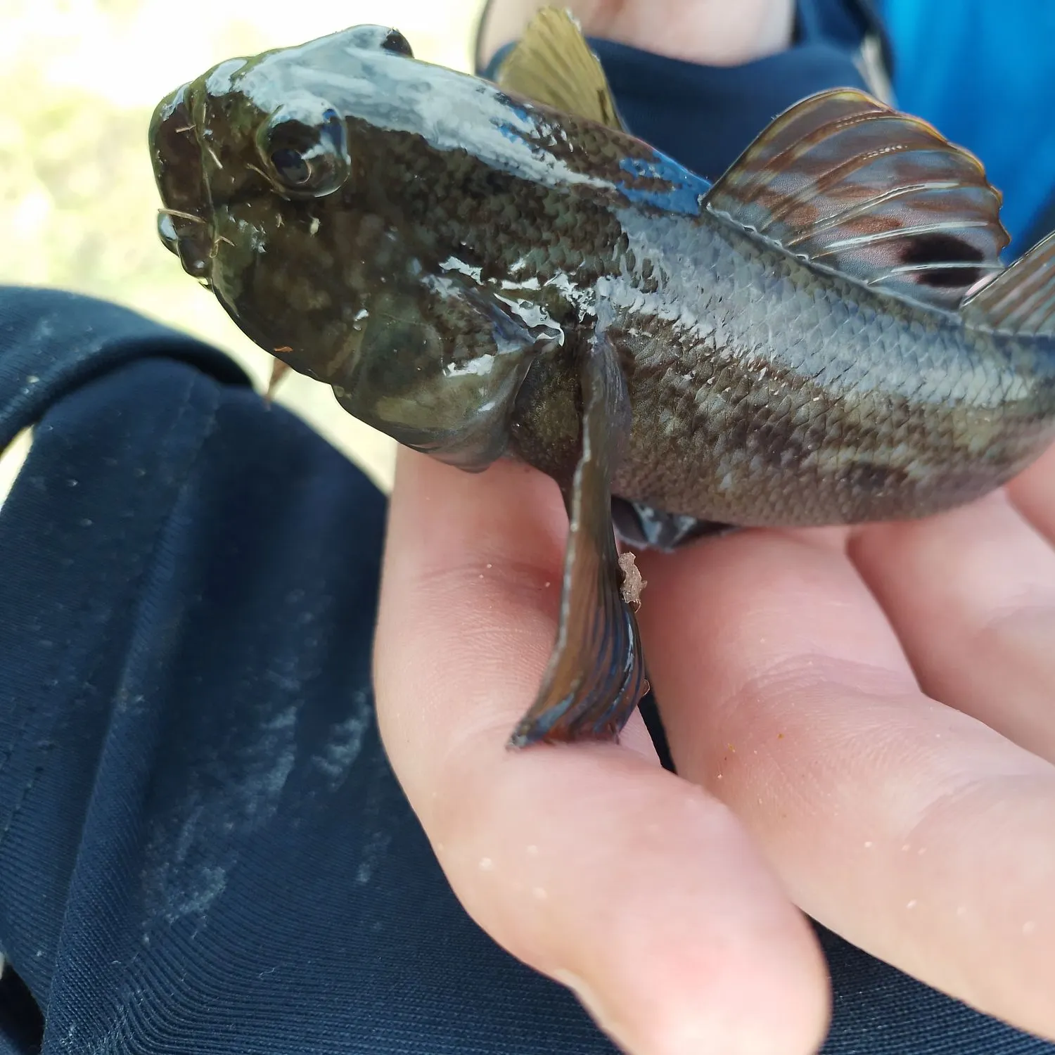 Round goby caught on Fishbrain