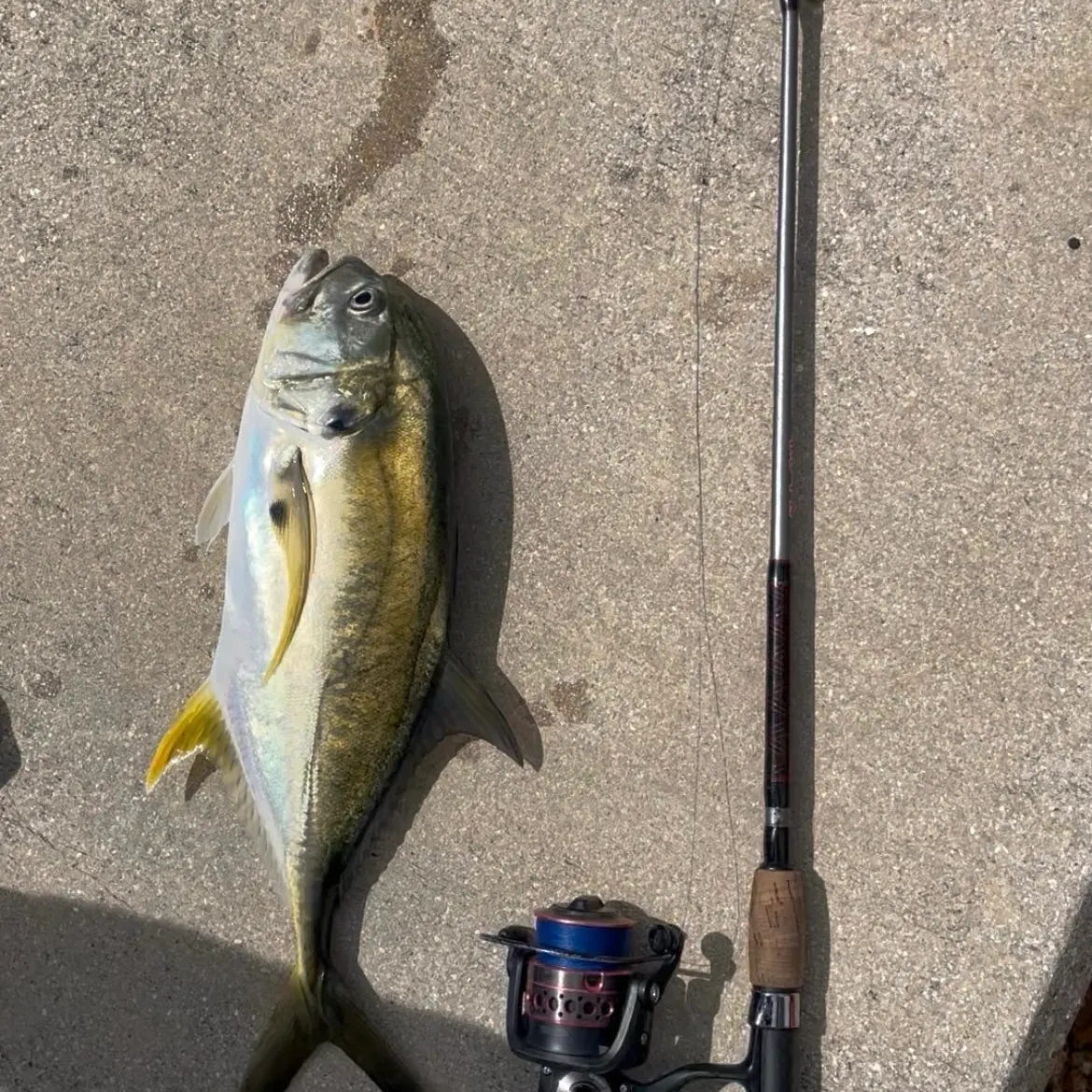 The most recent Crevalle jack catches on Fishbrain