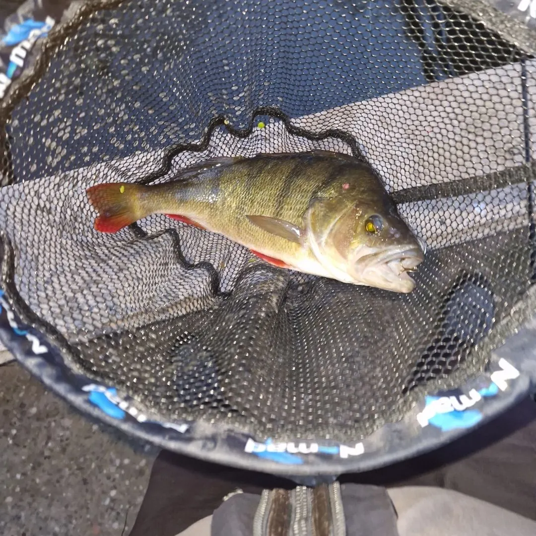 European perch caught on Fishbrain