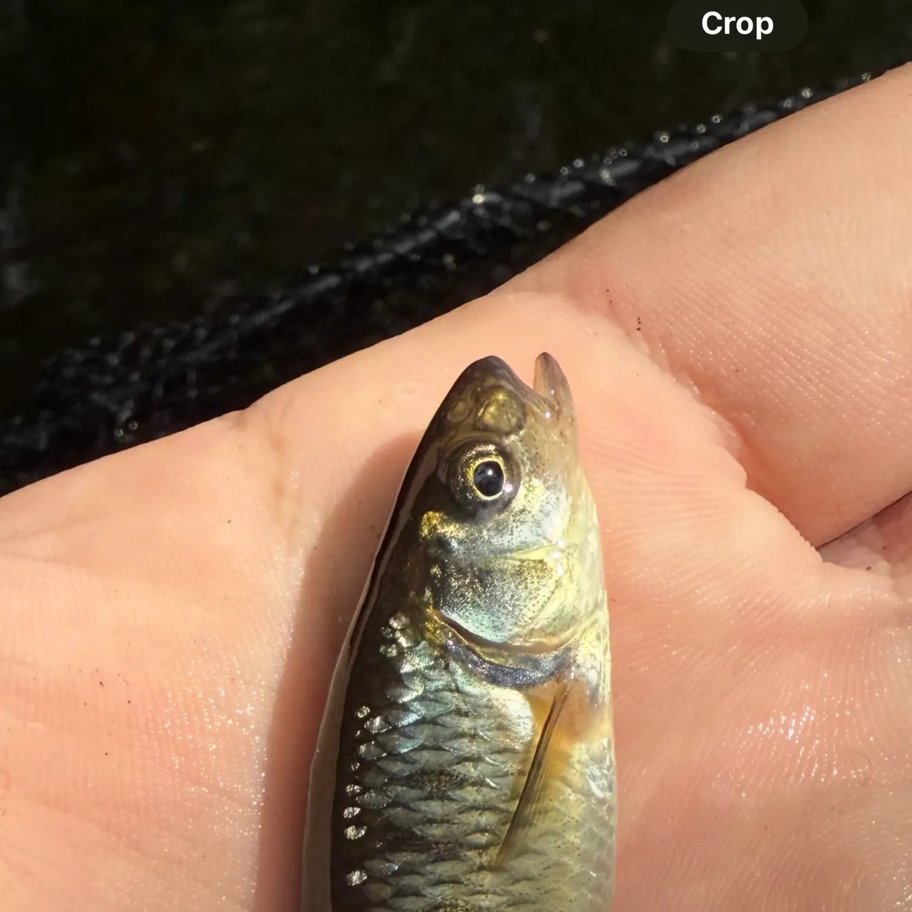 The most recent Common shiner catches on Fishbrain