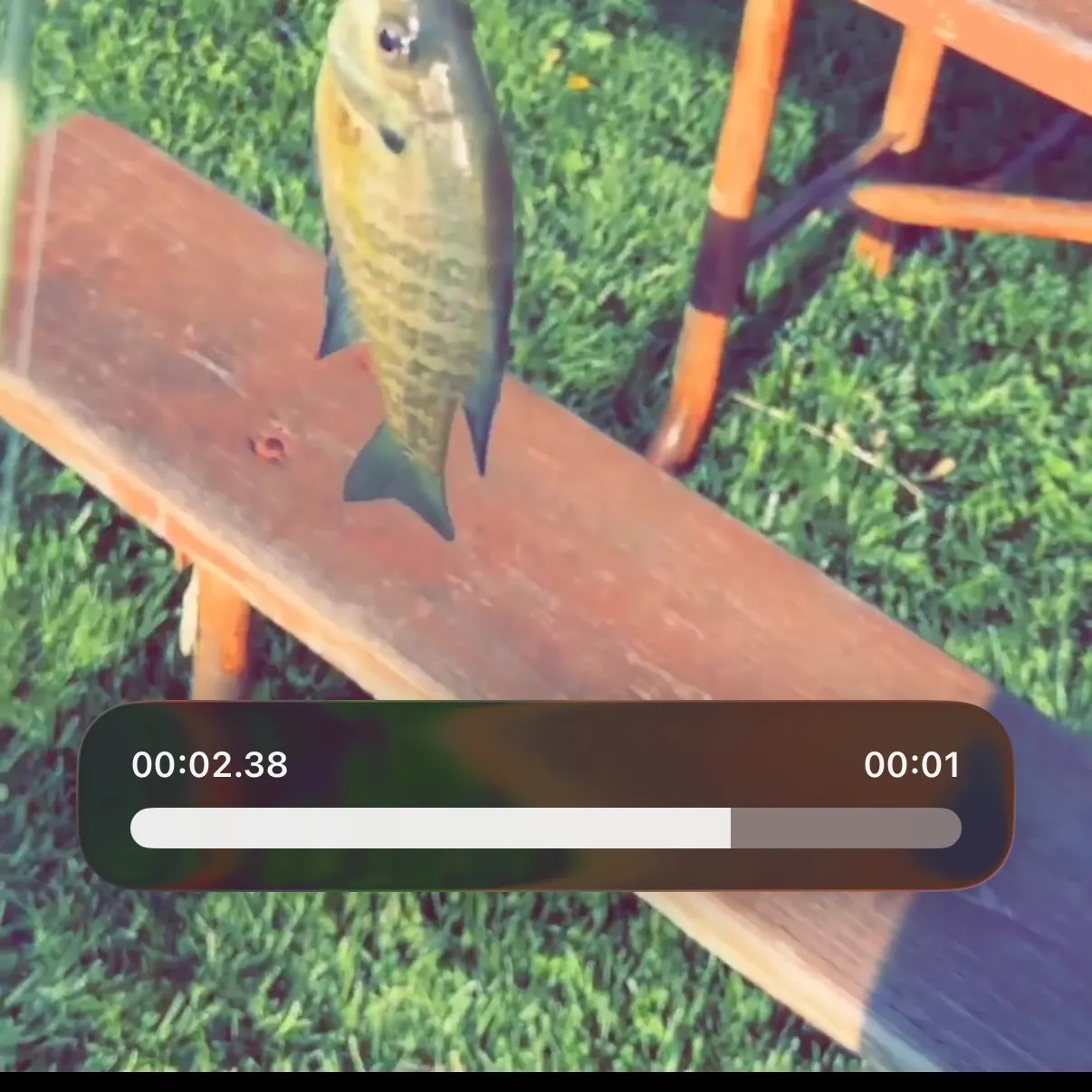 recently logged catches