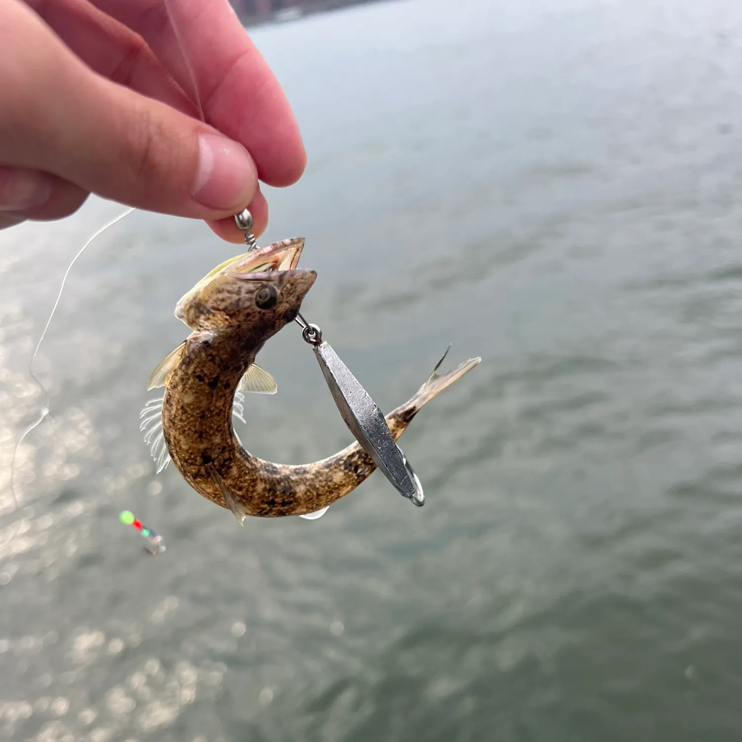 Inshore lizardfish caught on Fishbrain