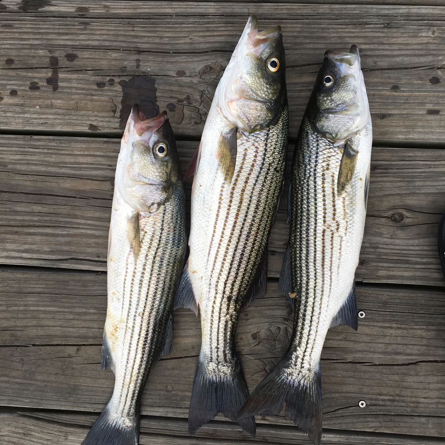 recently logged catches