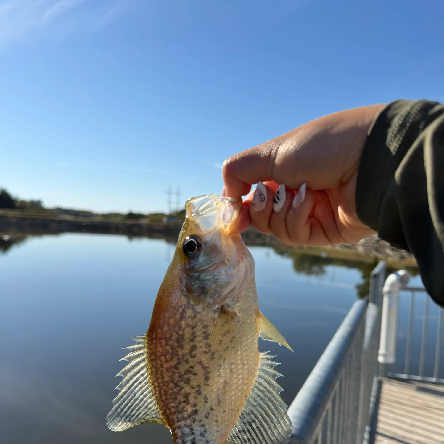 Black crappie caught on Fishbrain
