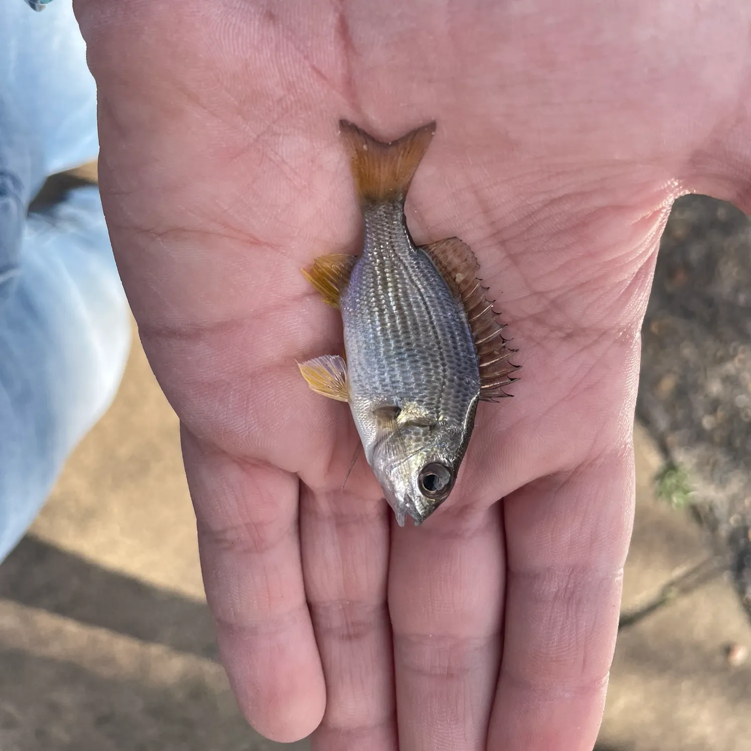 The most recent Yellowfin seabream catches on Fishbrain