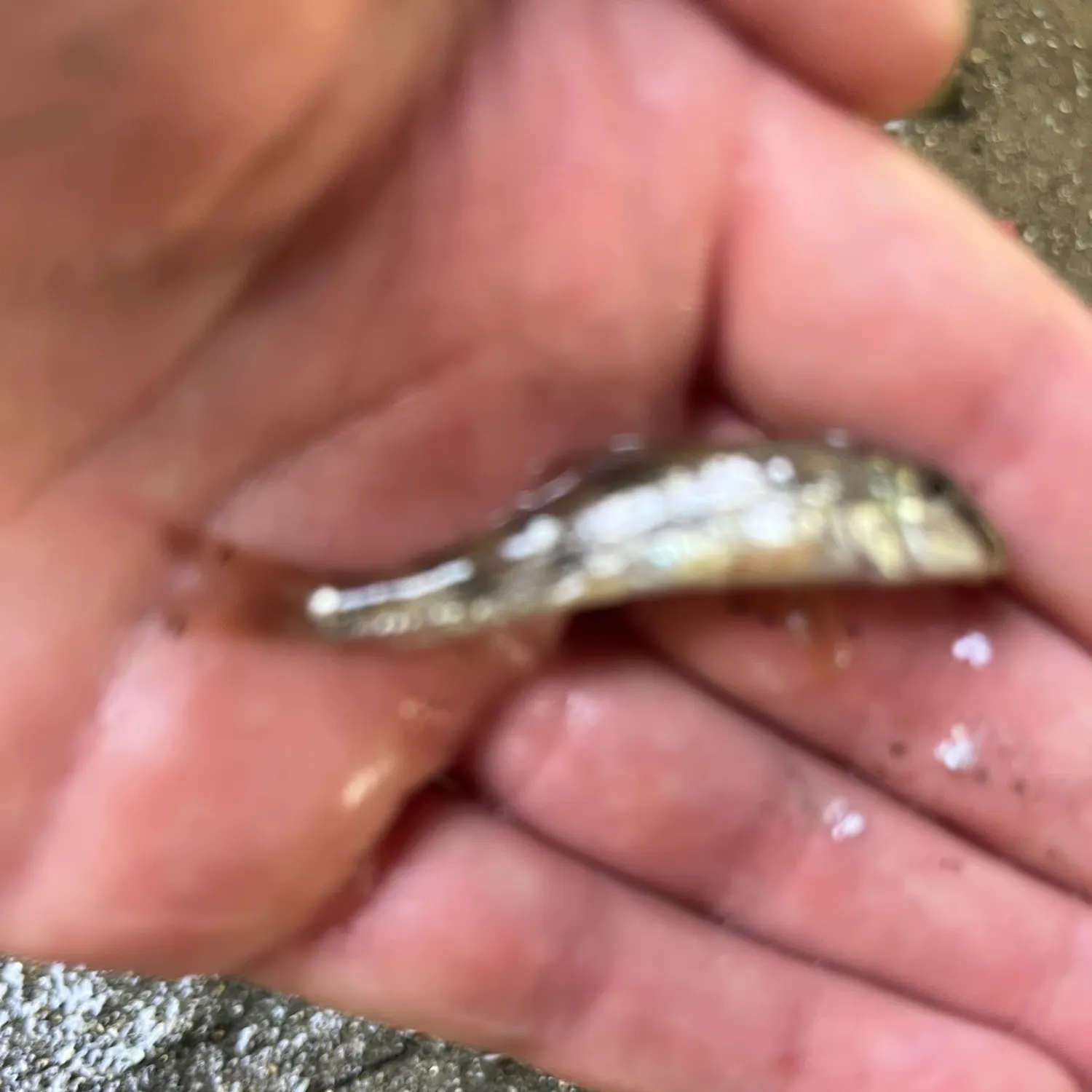 The most recent Northern hogsucker catches on Fishbrain