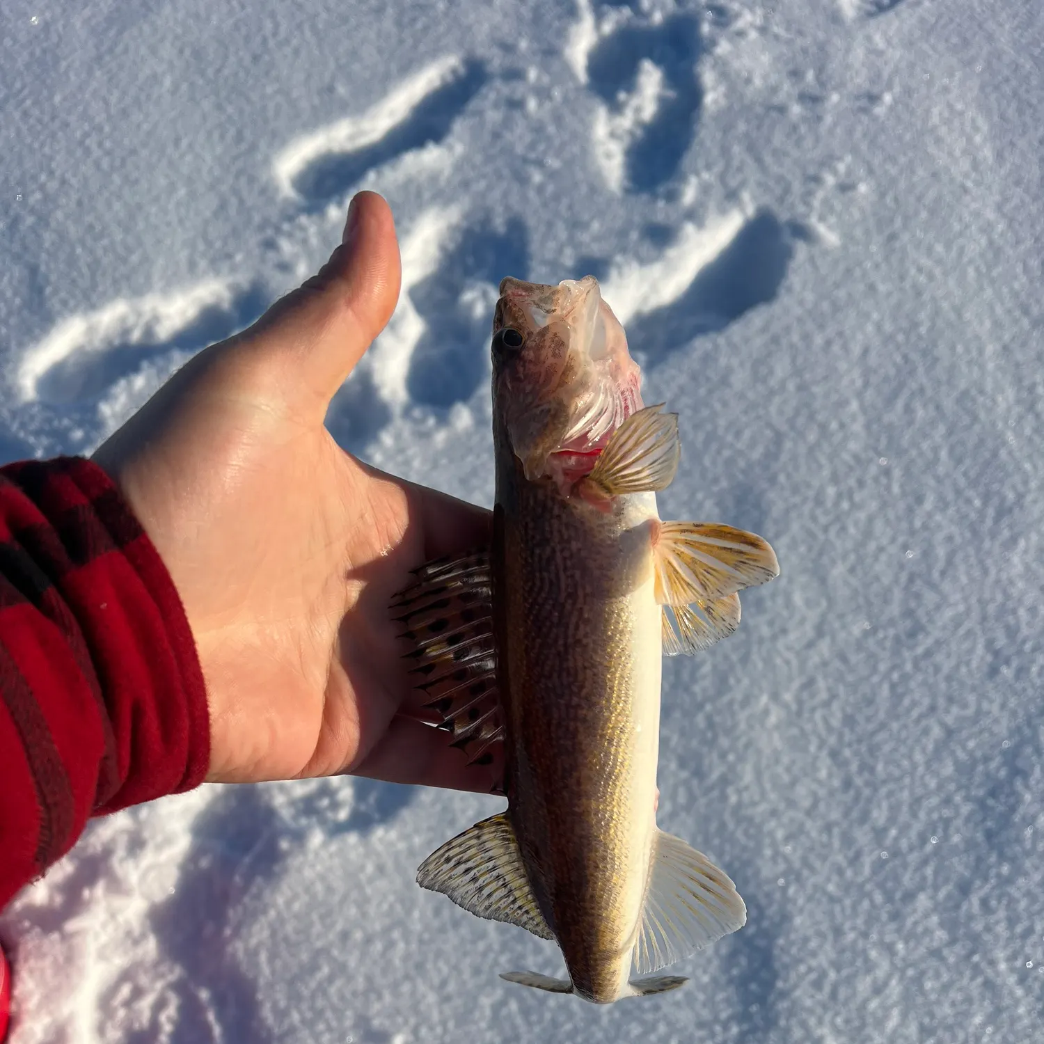 The most recent Sauger catches on Fishbrain