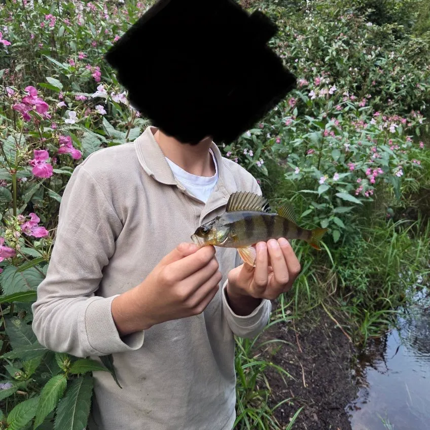 European perch caught on Fishbrain