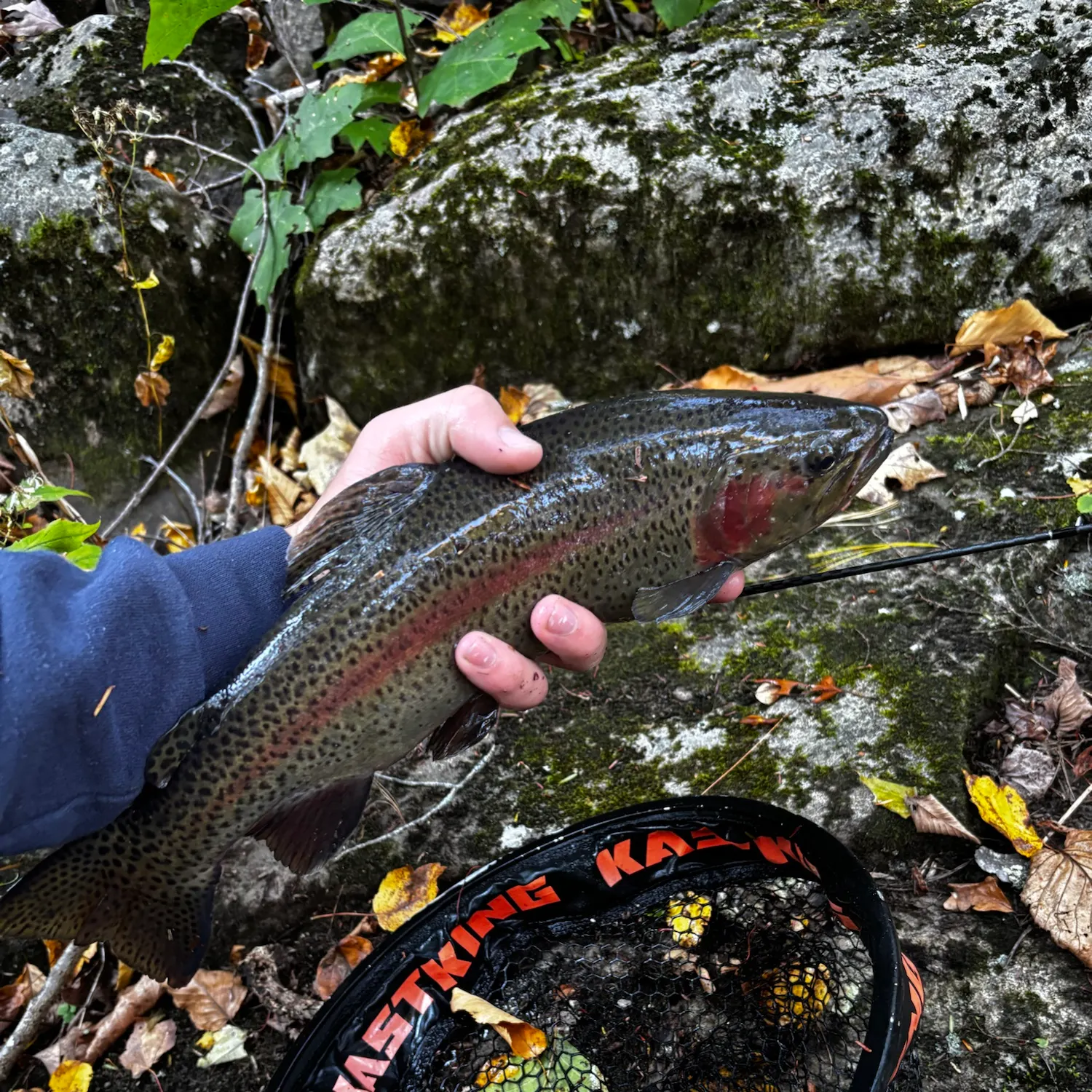 Rainbow trout caught on Fishbrain