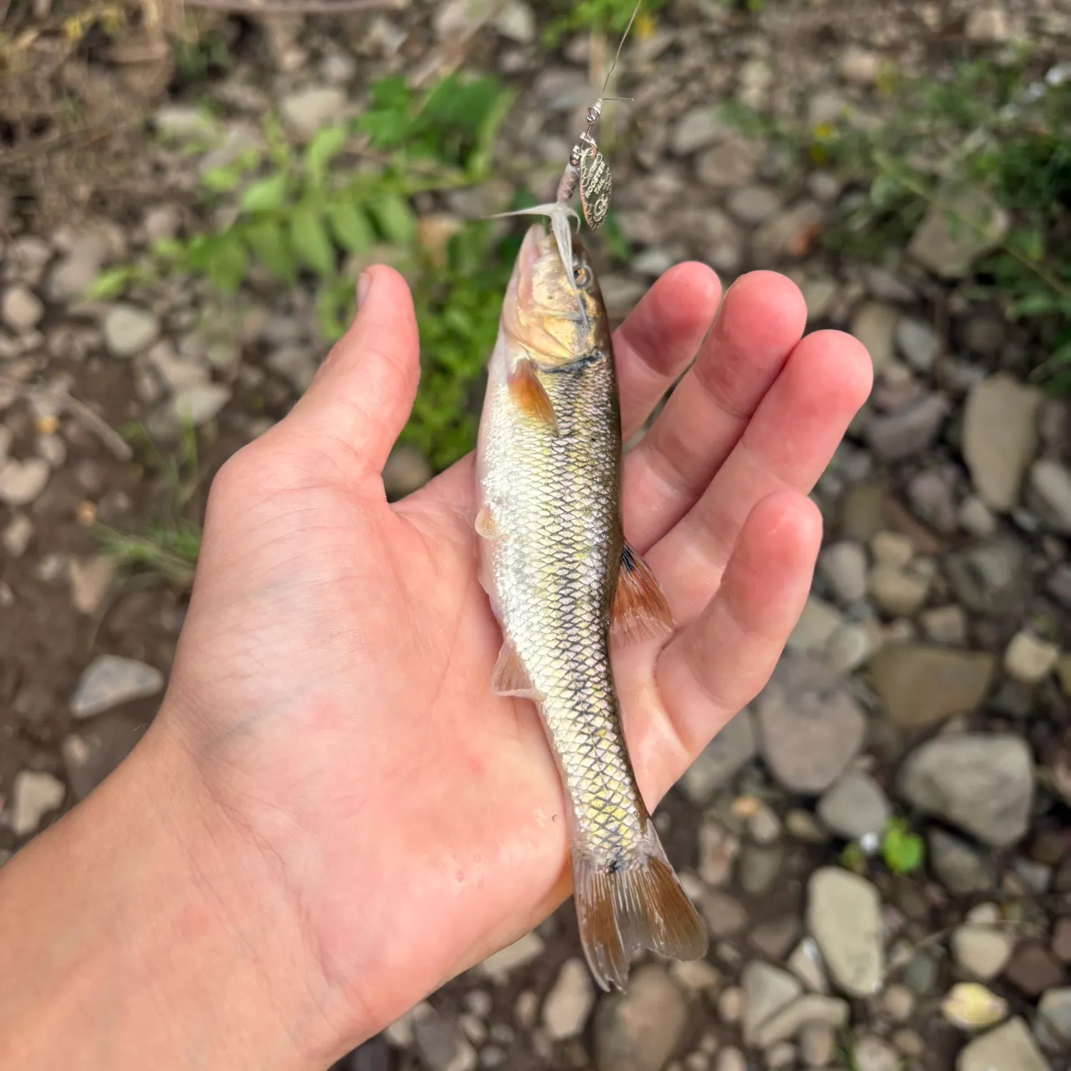 Creek chub caught on Fishbrain
