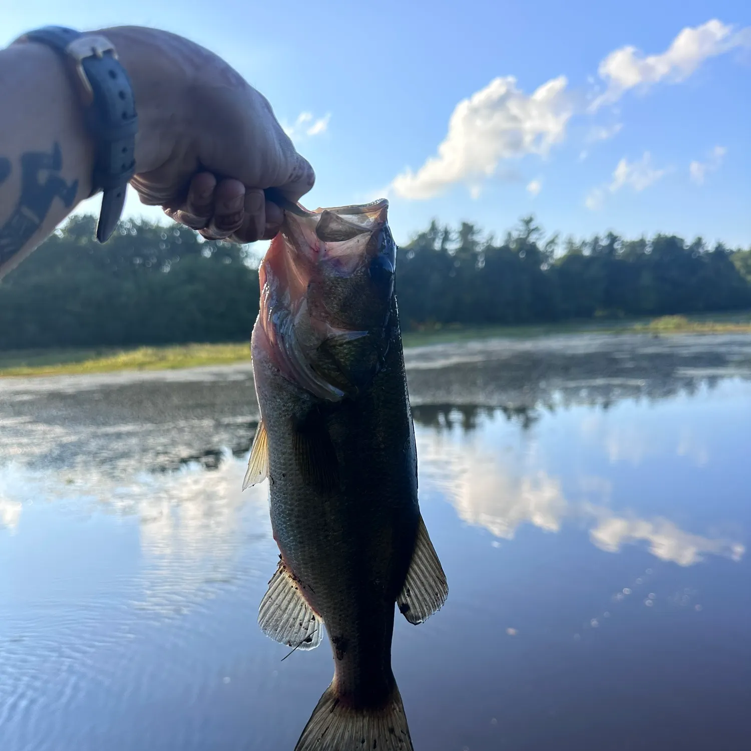 Largemouth bass caught on Fishbrain