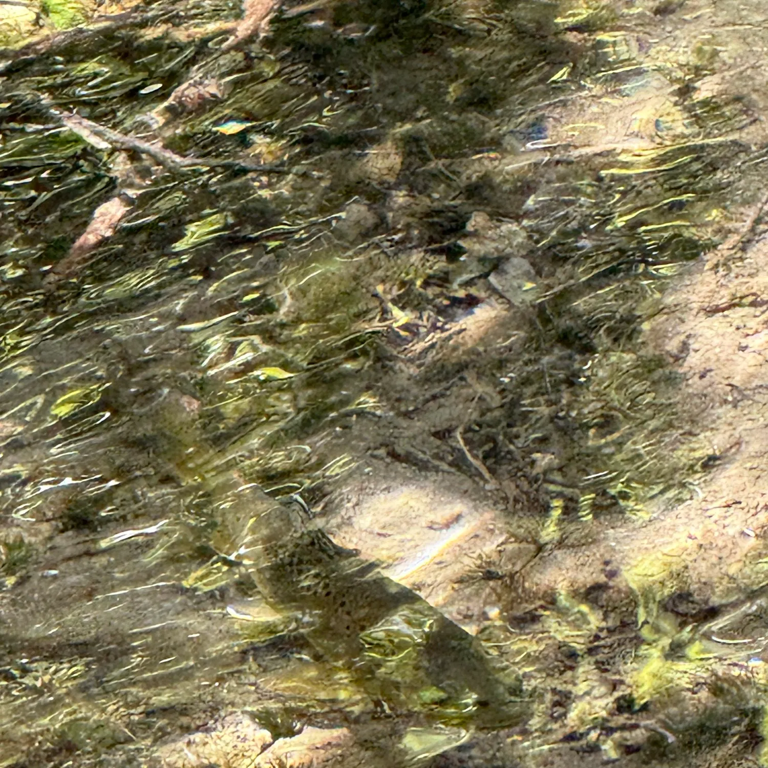 Brown trout caught on Fishbrain