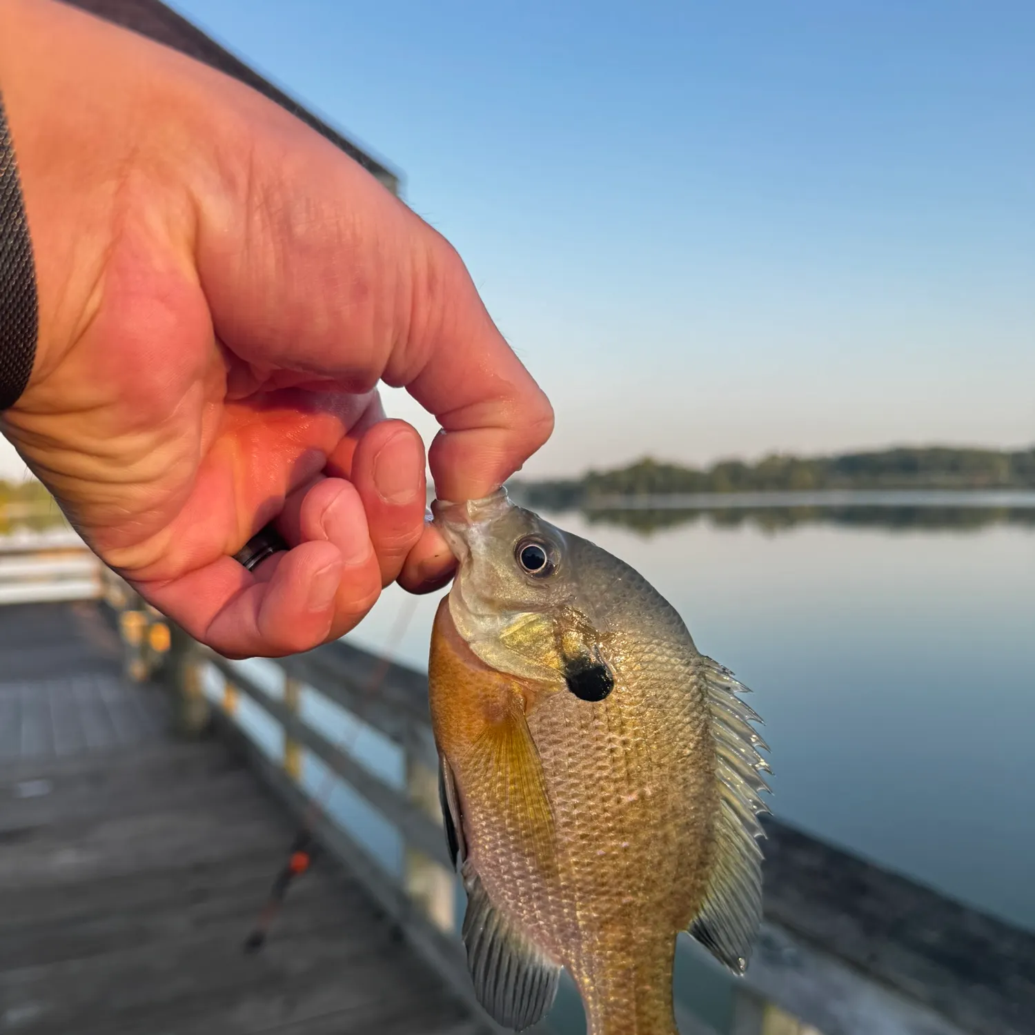 Bluegill caught on Fishbrain