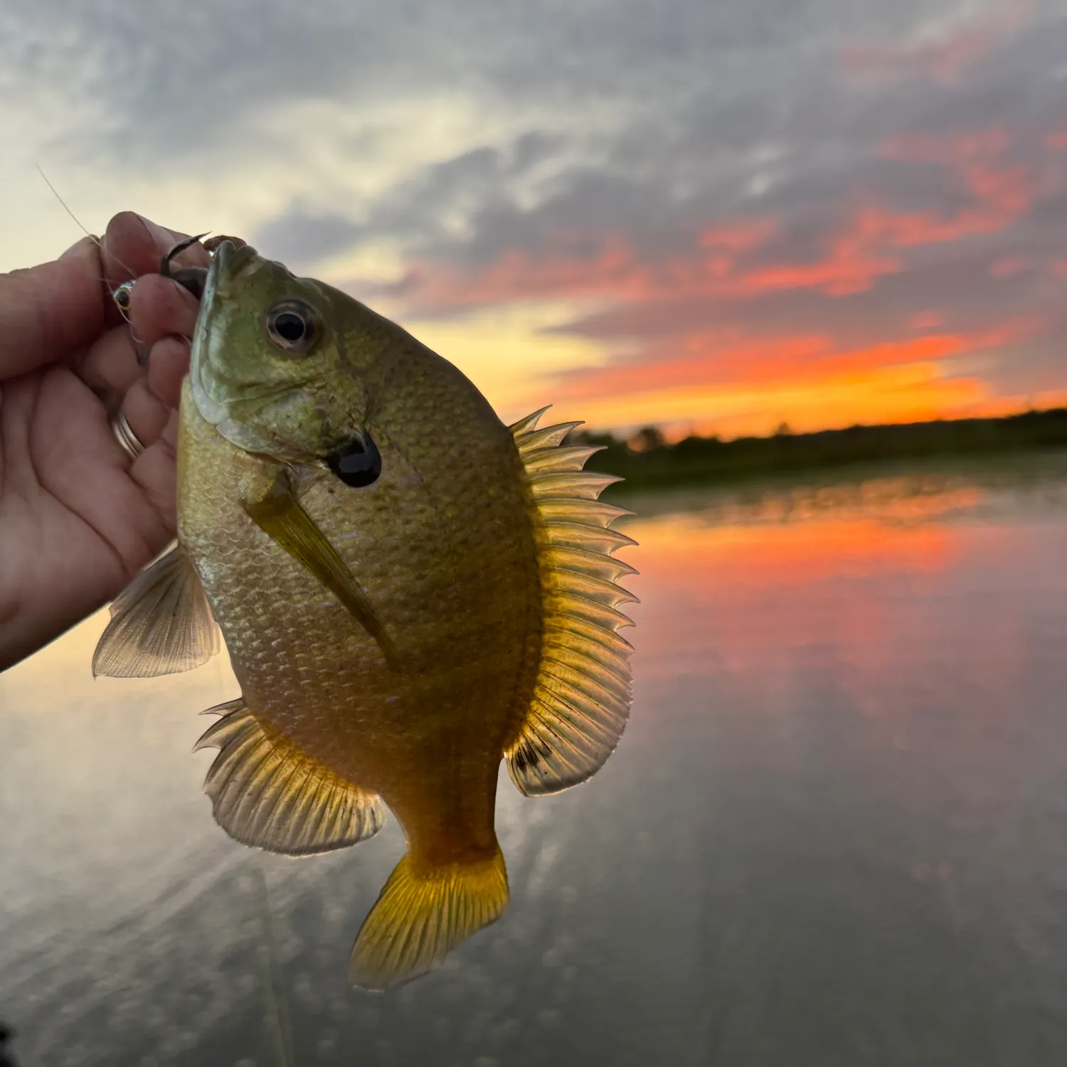 Bluegill caught on Fishbrain