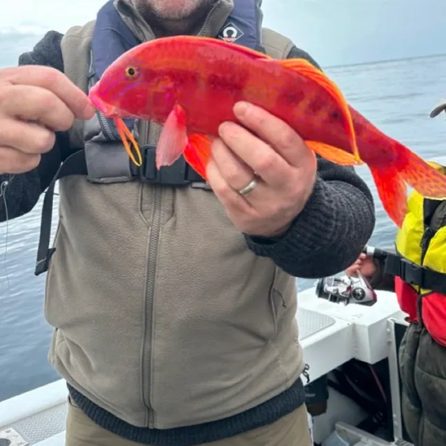 The most recent Butterfly perch catches on Fishbrain