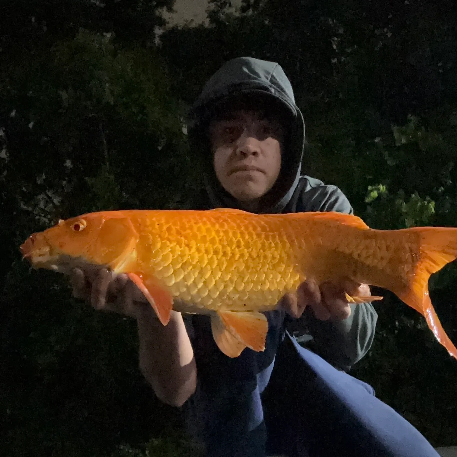 The most recent Koi carp catches on Fishbrain