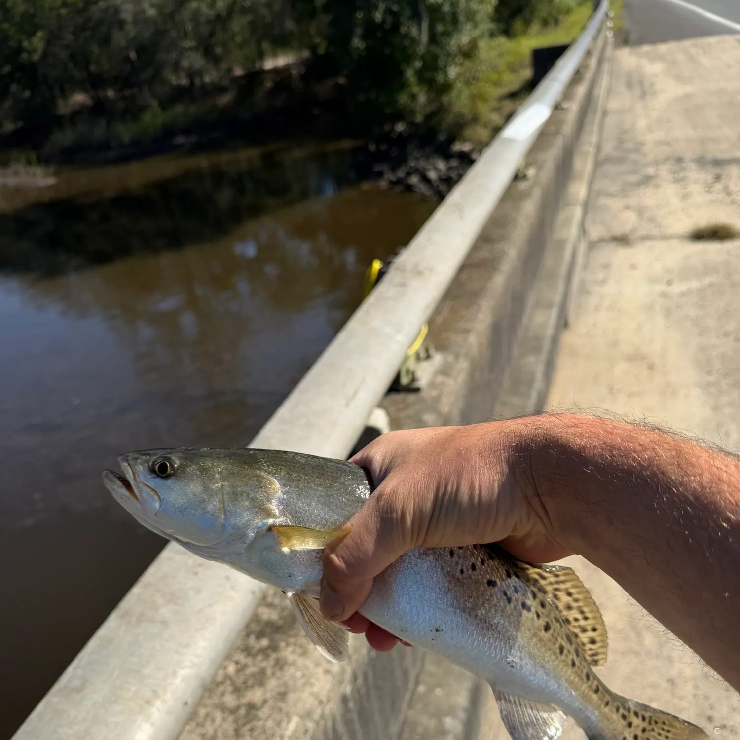 Spotted seatrout caught on Fishbrain