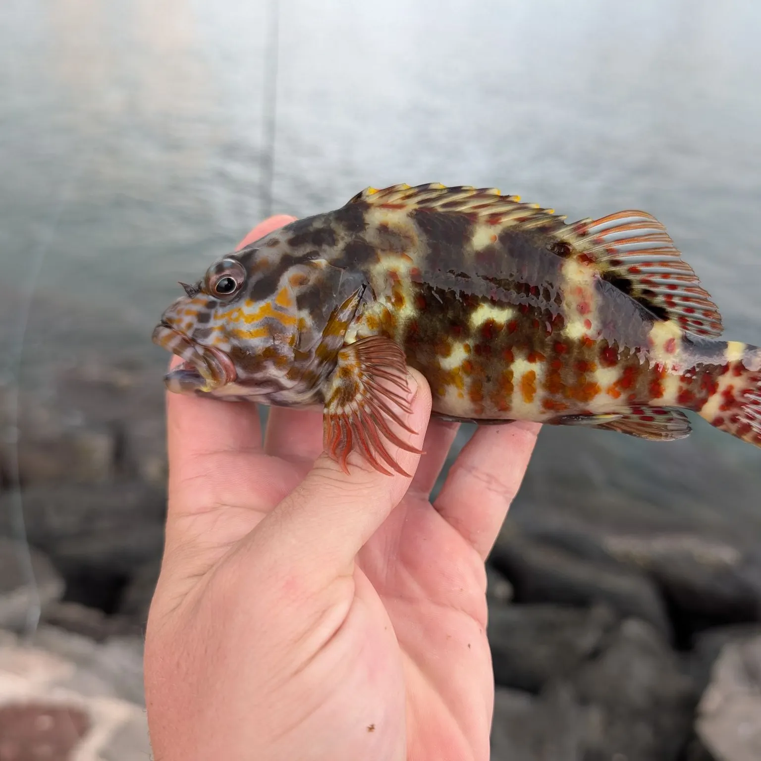 The most recent Stocky hawkfish catches on Fishbrain