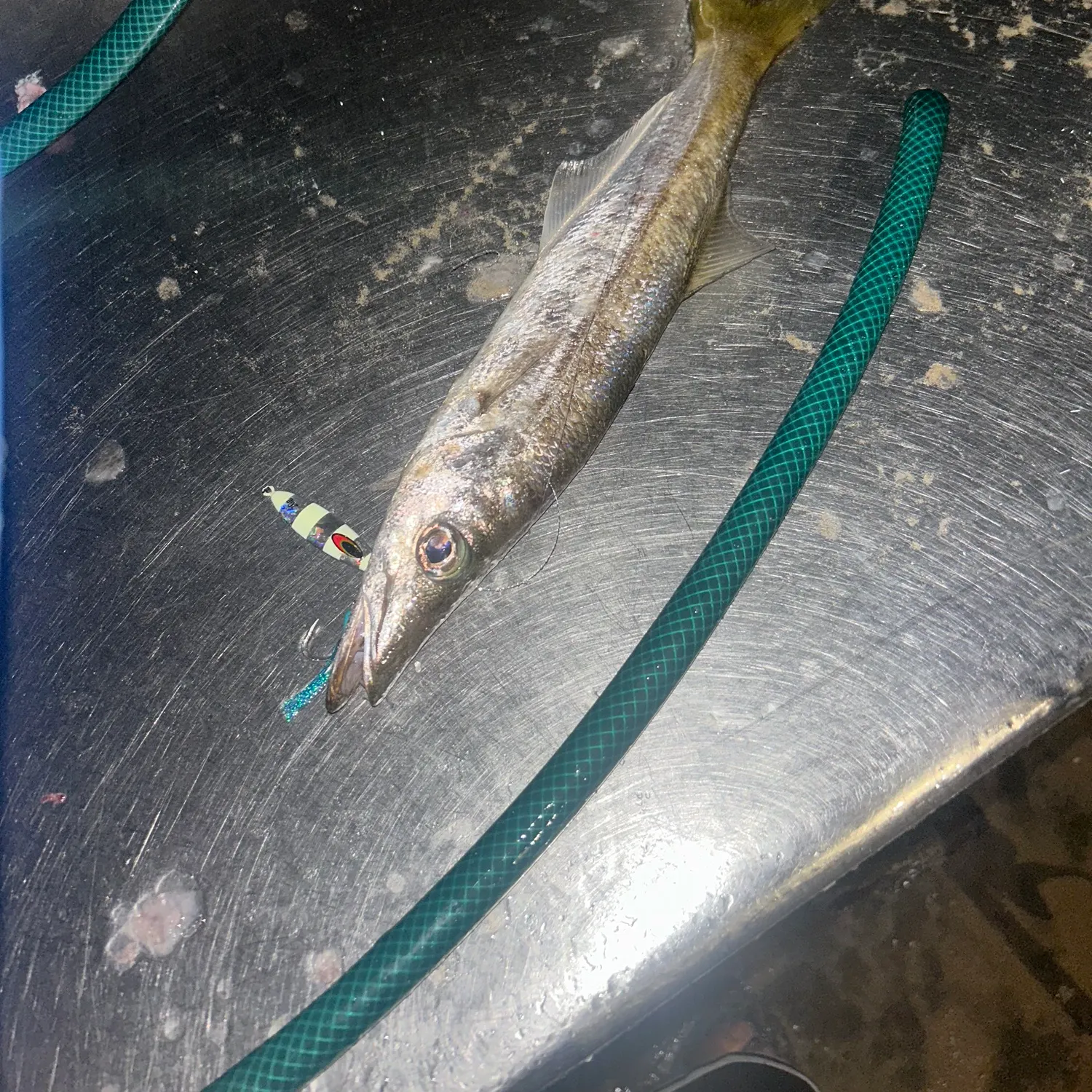 The most recent Longfin pike catches on Fishbrain