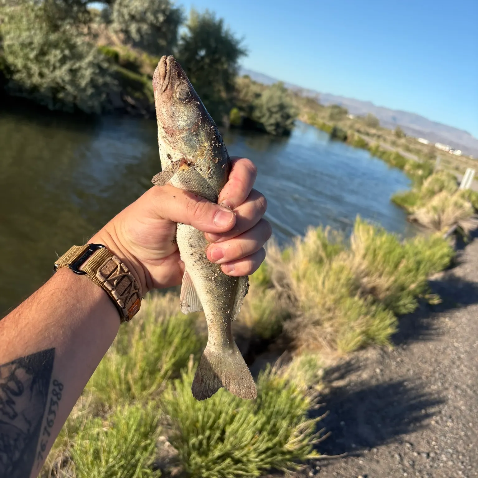 catch