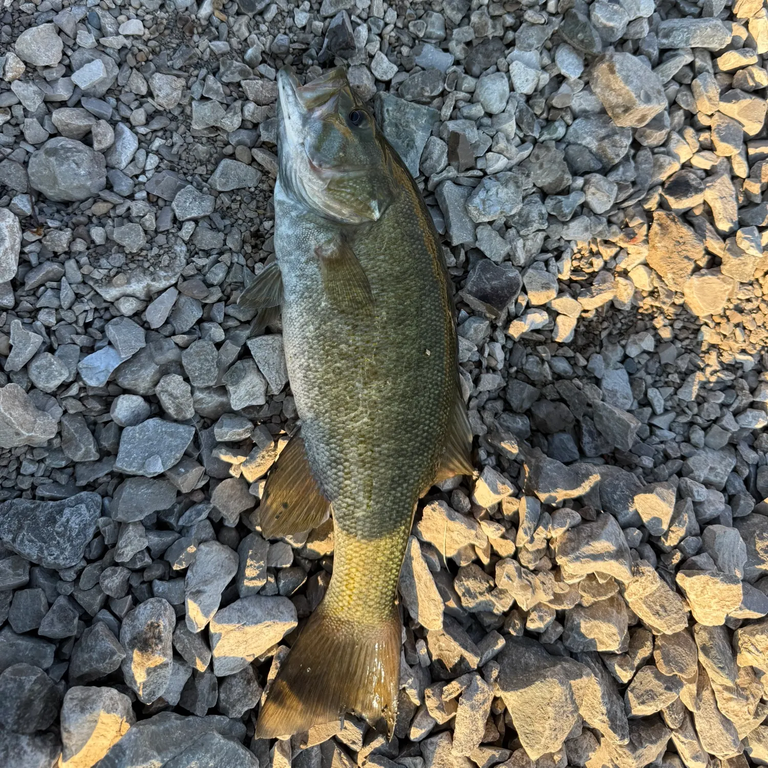 Smallmouth bass caught on Fishbrain