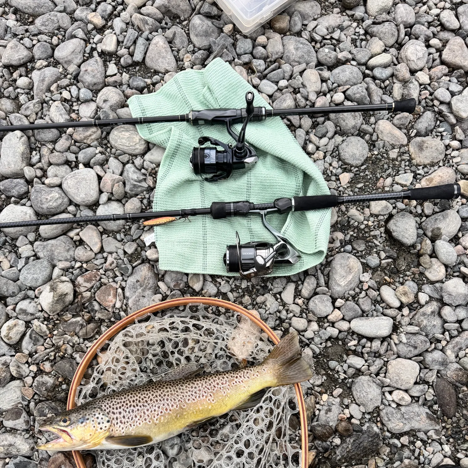 Brown trout caught on Fishbrain