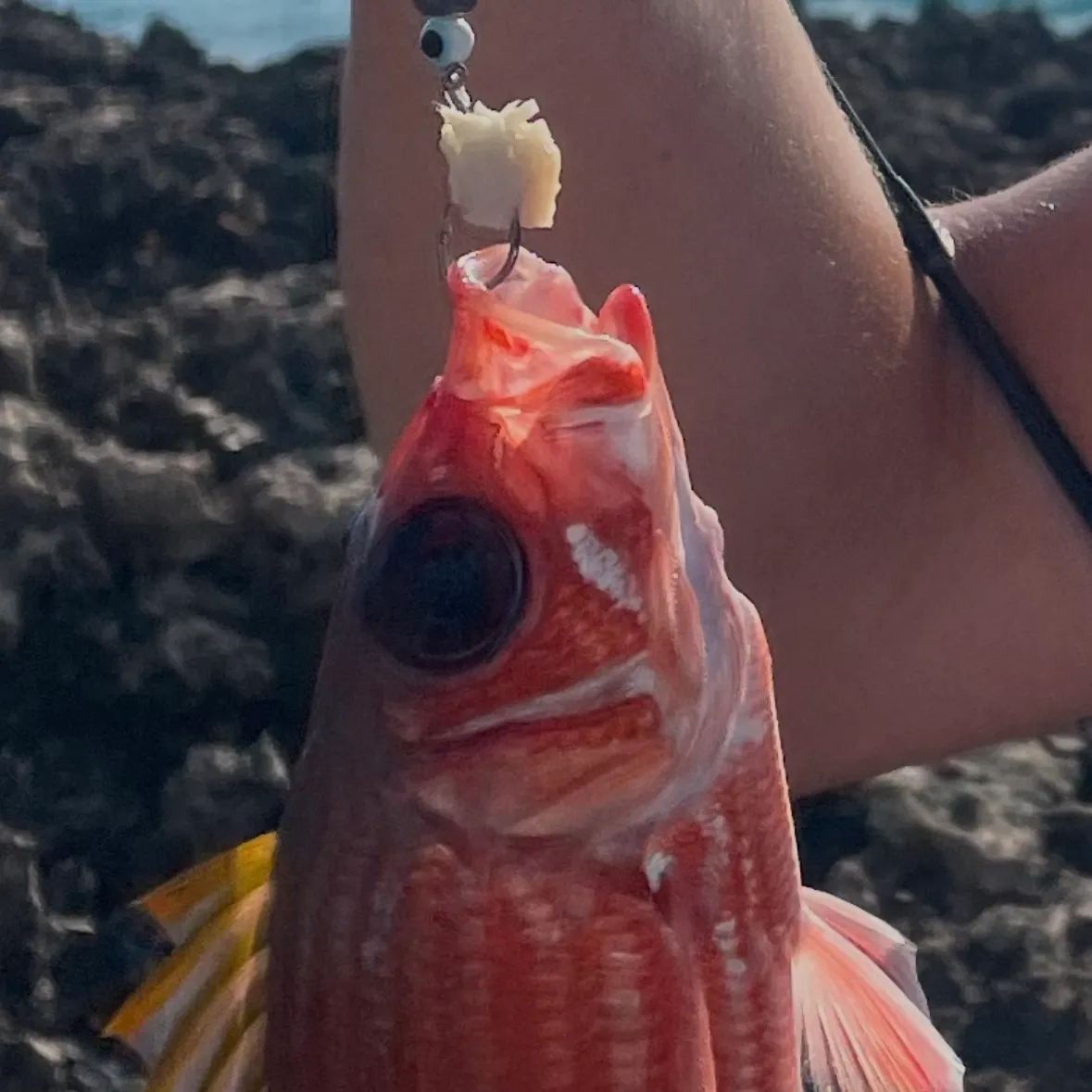 The most recent Common squirrelfish catches on Fishbrain