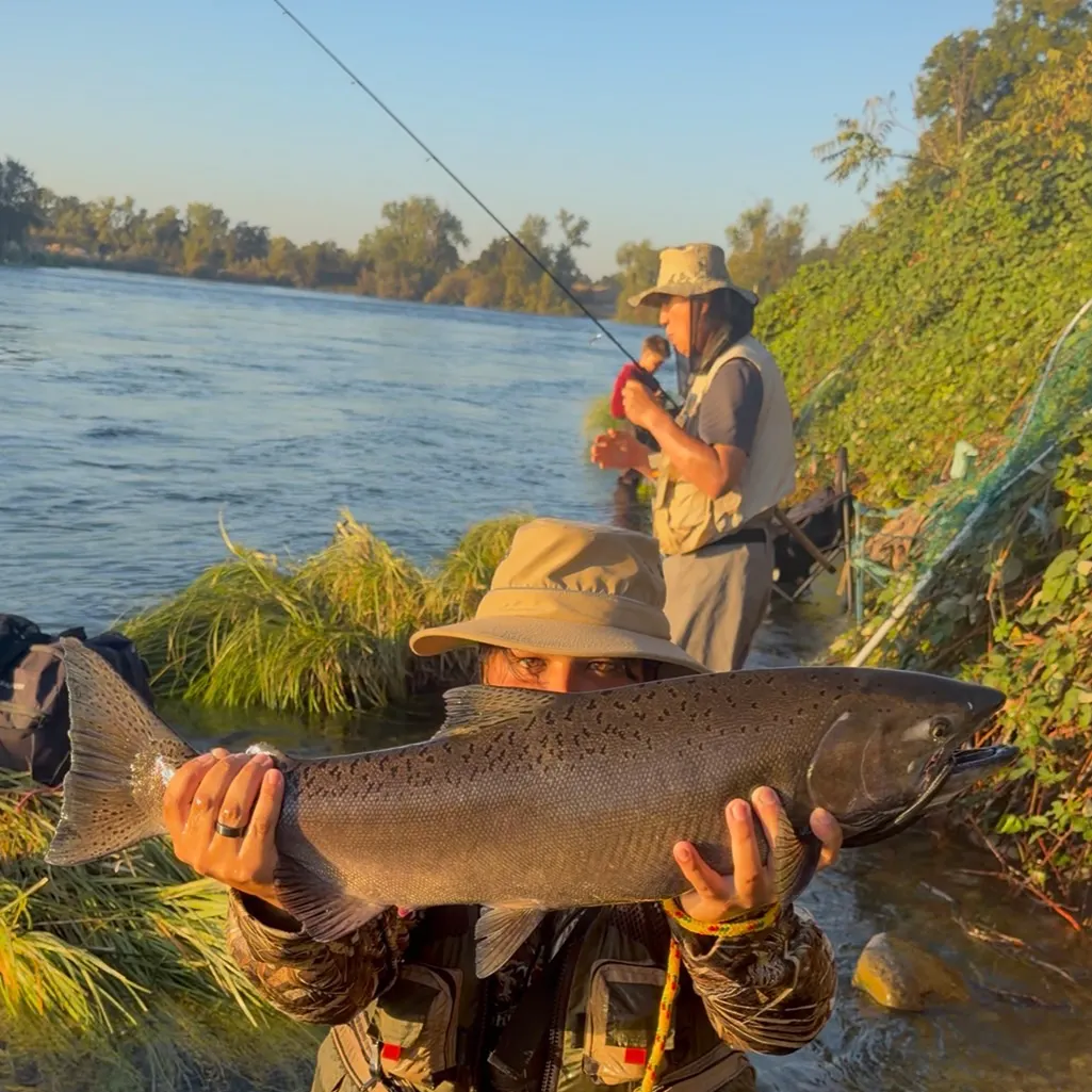 Chinook salmon caught on Fishbrain