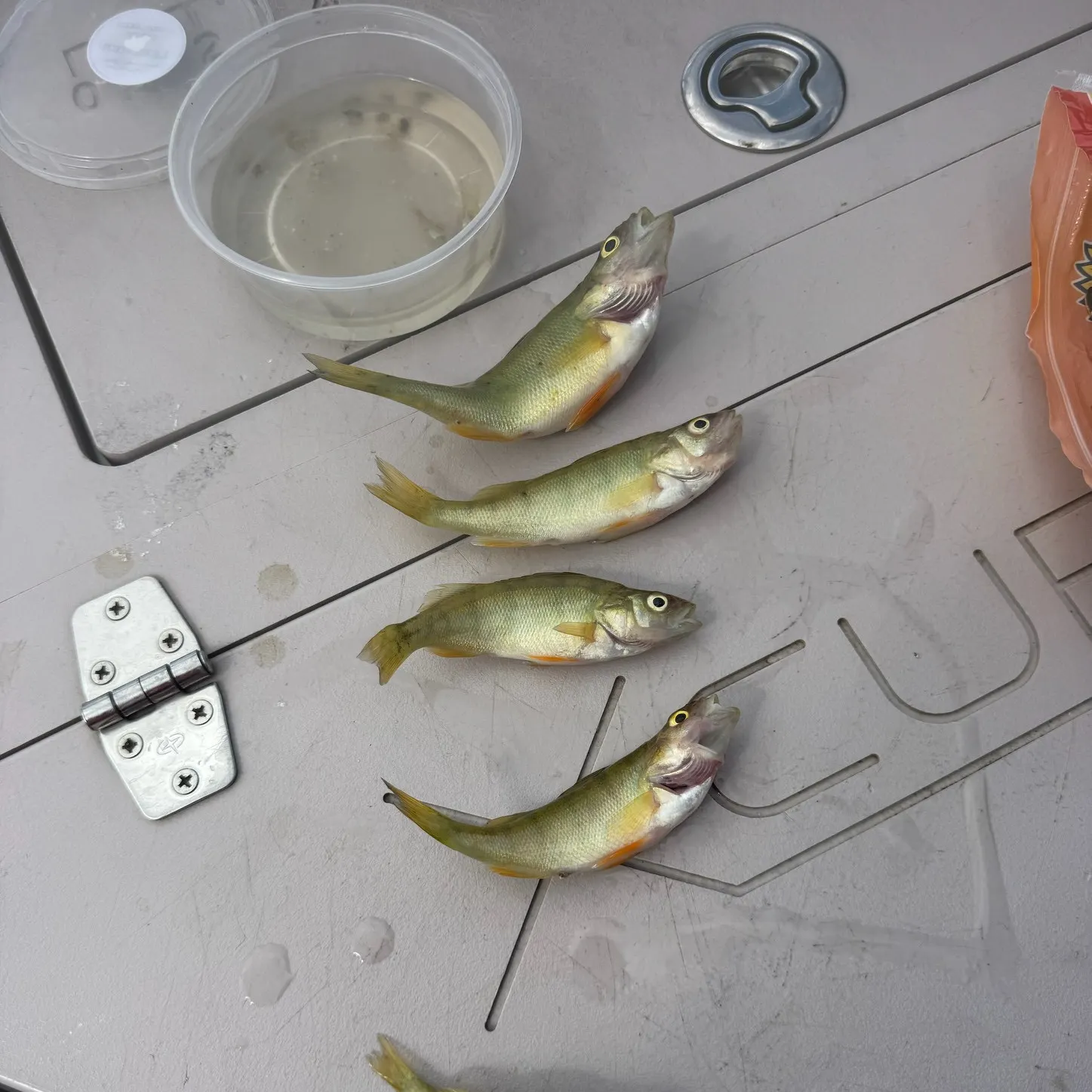 Yellow perch caught on Fishbrain
